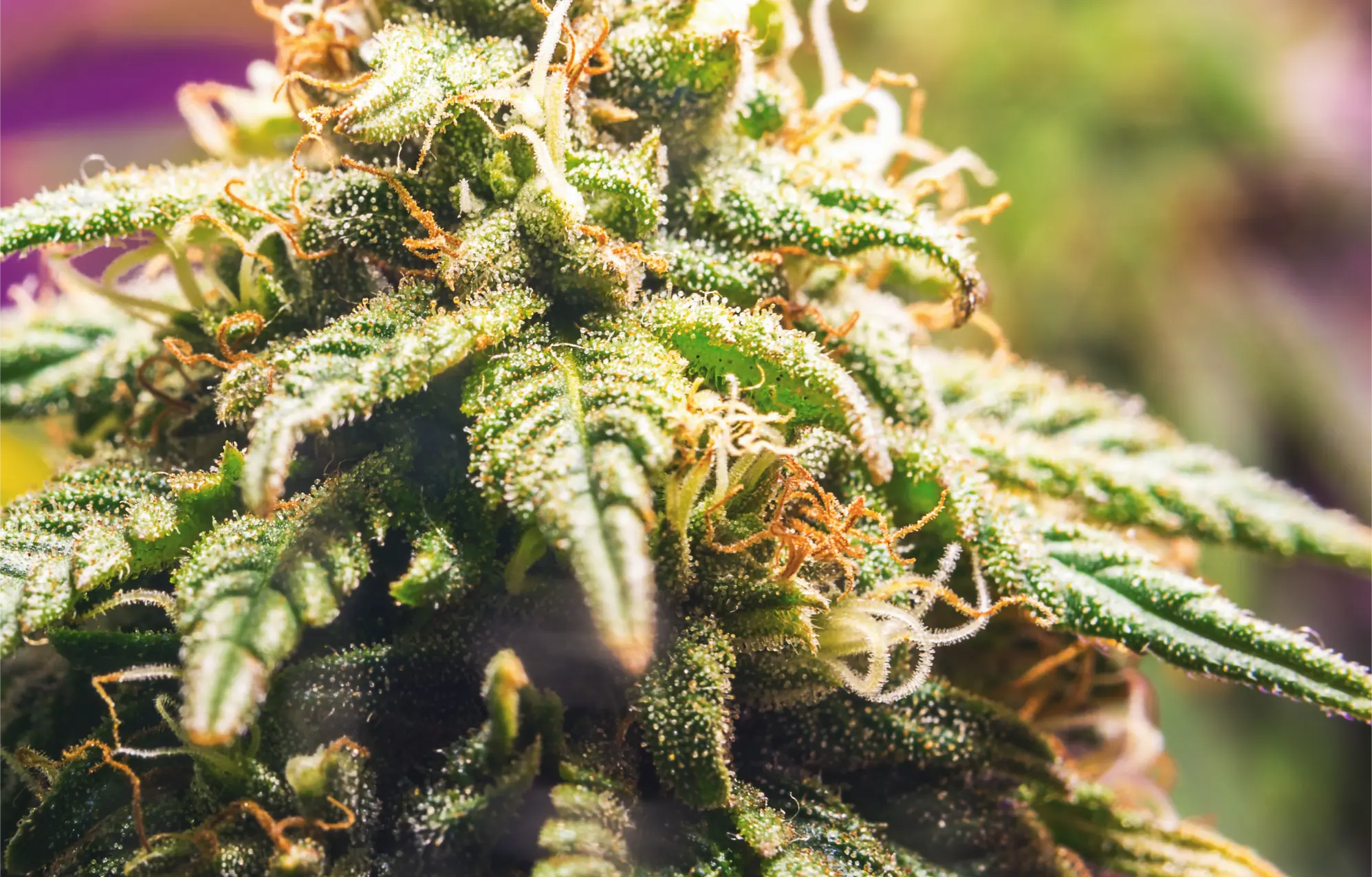 Close view of resinous cannabis flower tissue covered with glandular trichomes