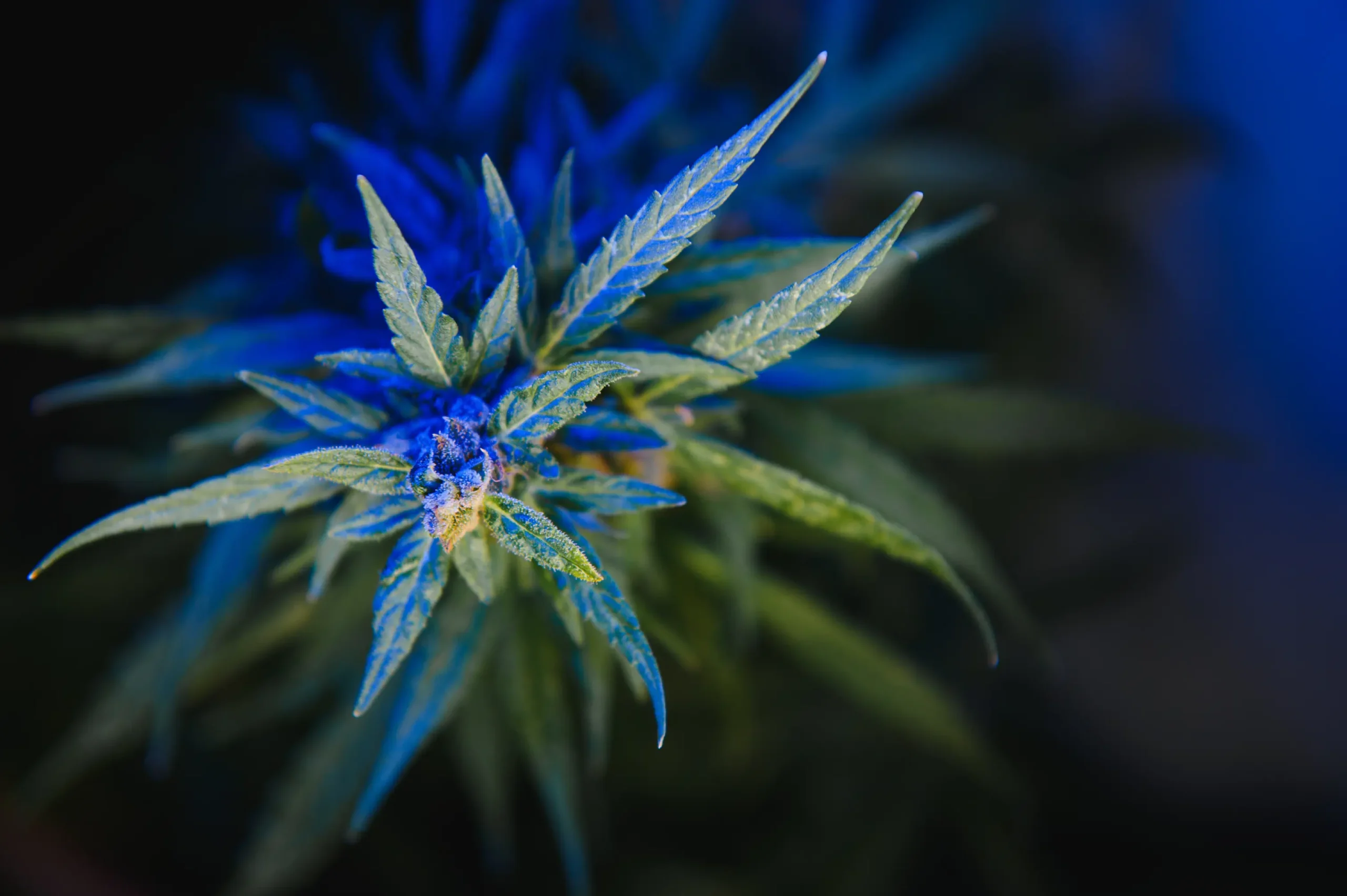 close-up-plant-with-green-and-blue-leaves-2026-03-20-06-19-34-utc