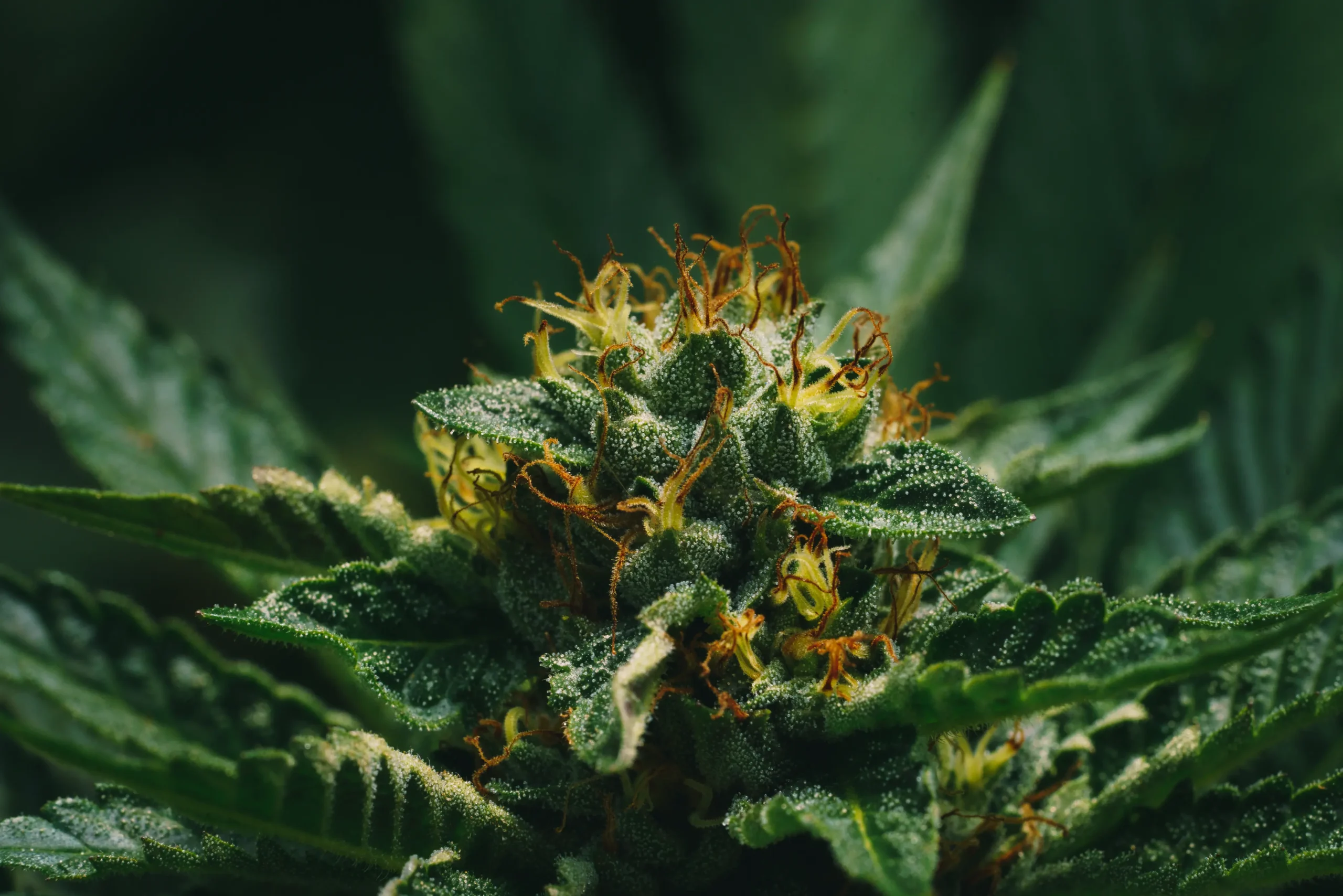 close-up-shot-of-marihuana-bud-blooming-2026-01-08-05-41-27-utc(2)