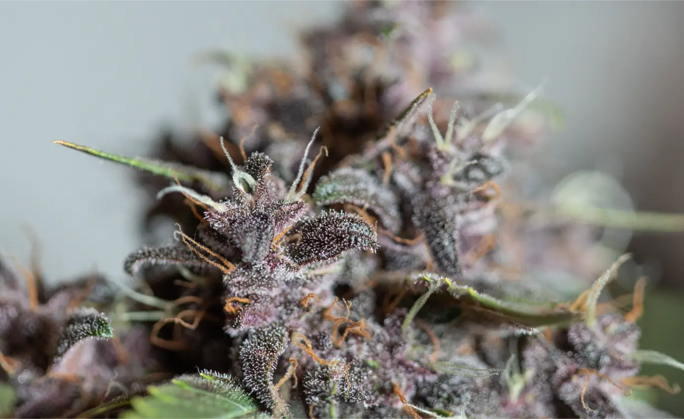 Close-up comparison of distinct cannabis plant expressions sold under strain names