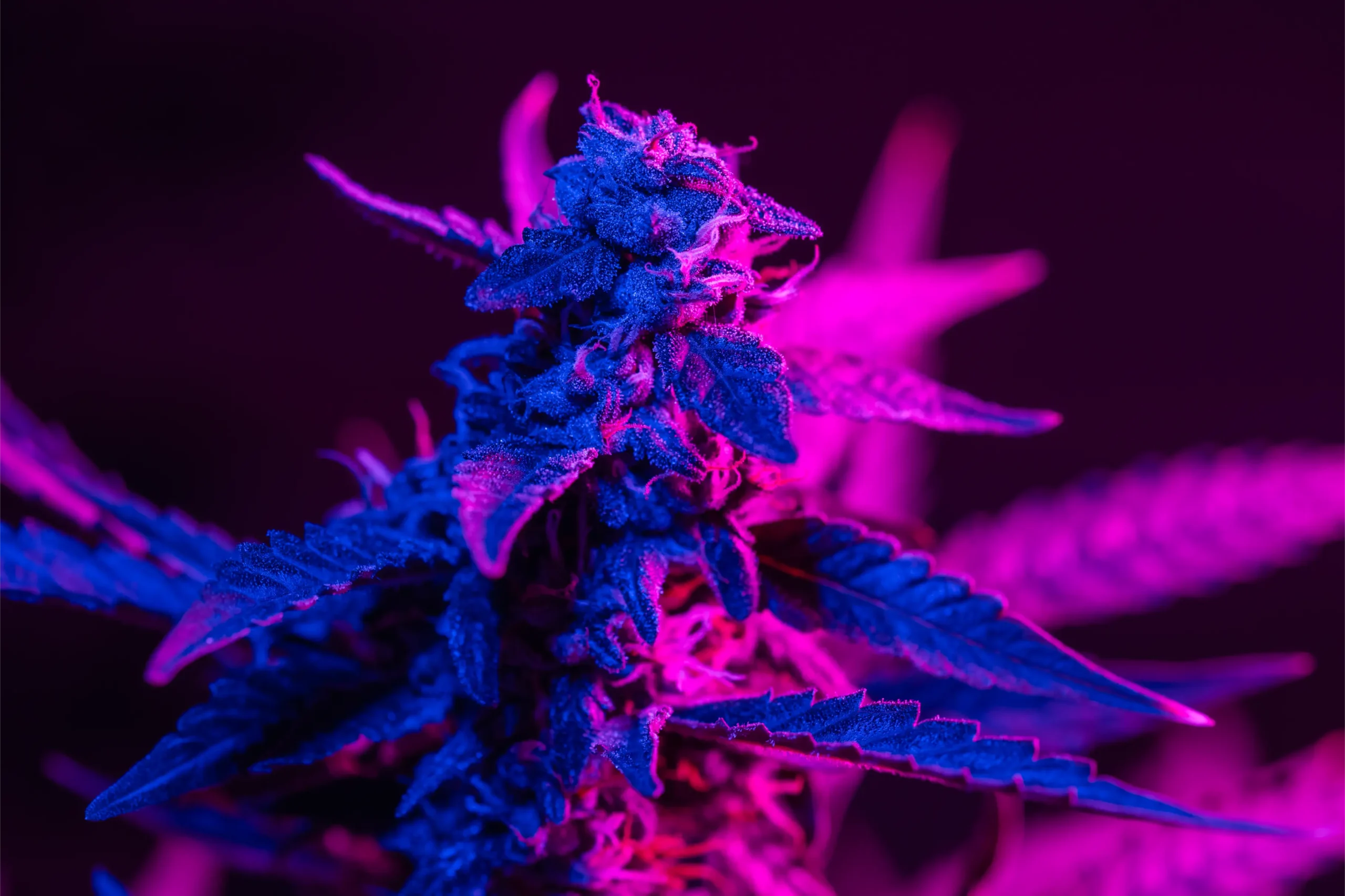 Automated horticultural lighting array operating on calibrated photoperiod controller