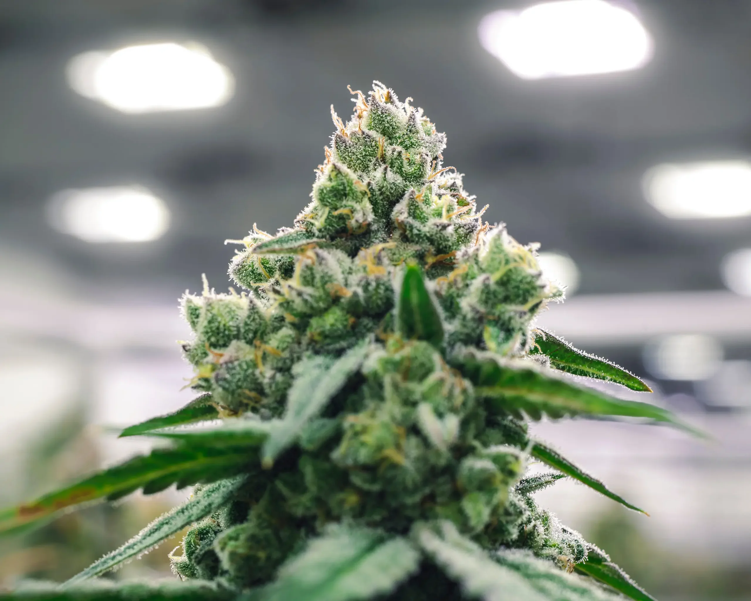 Commercial cannabis canopy during peak floral bulking under supplemental CO2 enrichment