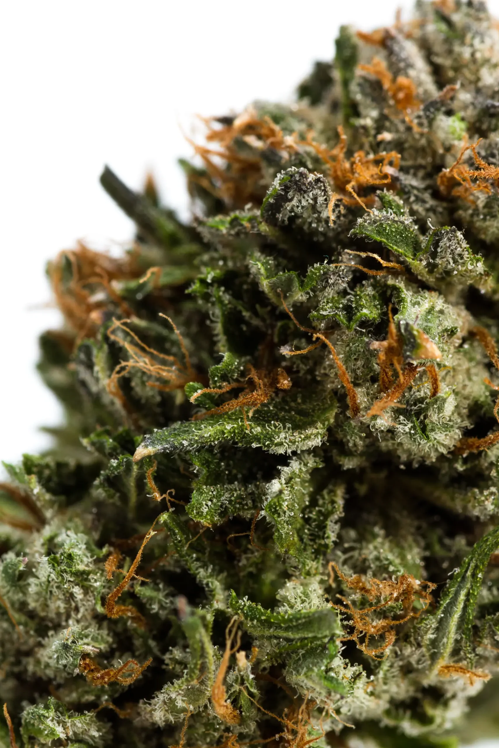 Dense trichome-laden autoflower cola showing swollen calyxes and amber stigmas