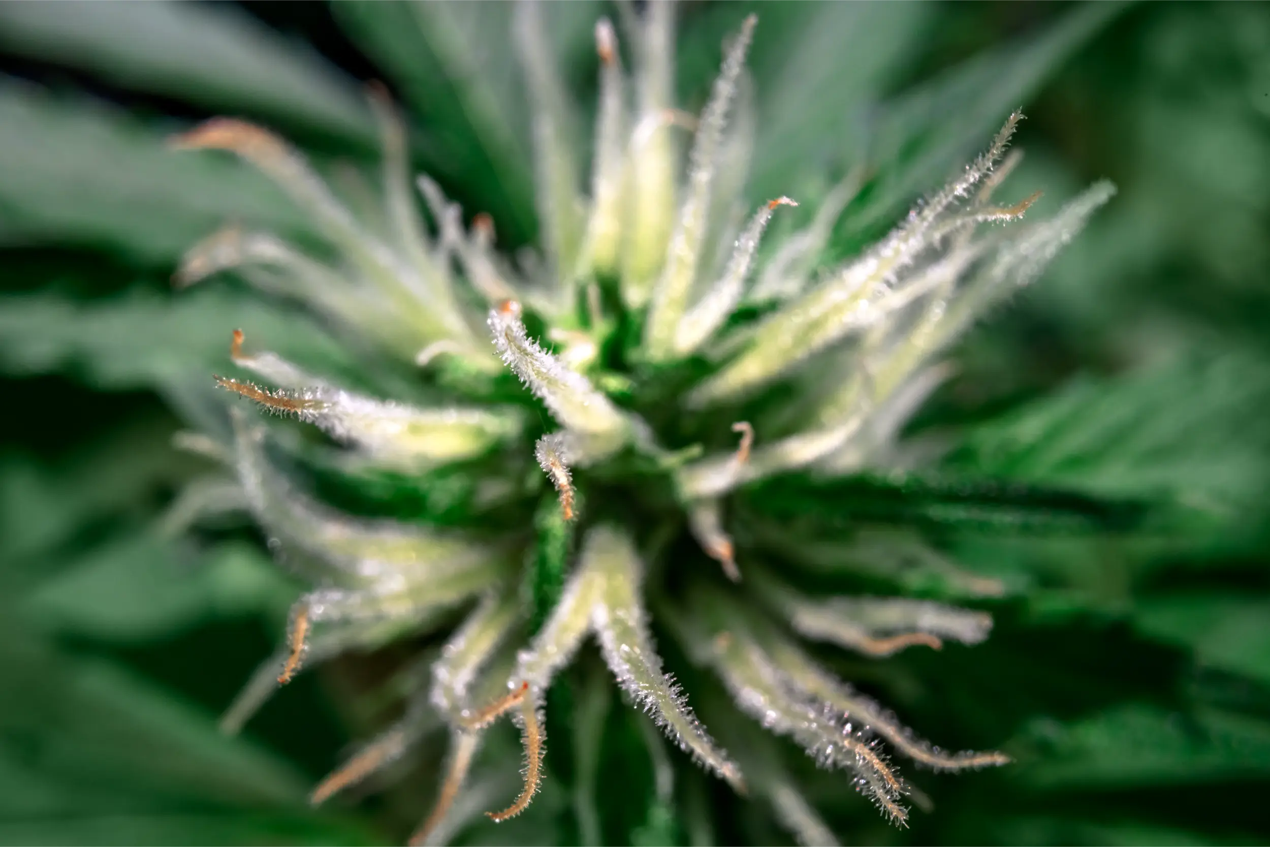 Macro close-up of vibrant green cannabis floral bracts showing dense trichome coverage
