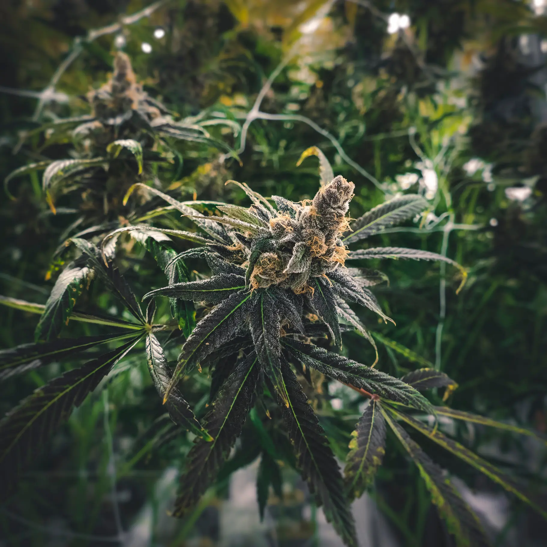 Pristine indoor cannabis bud glistening with trichomes in a fully stabilized grow space
