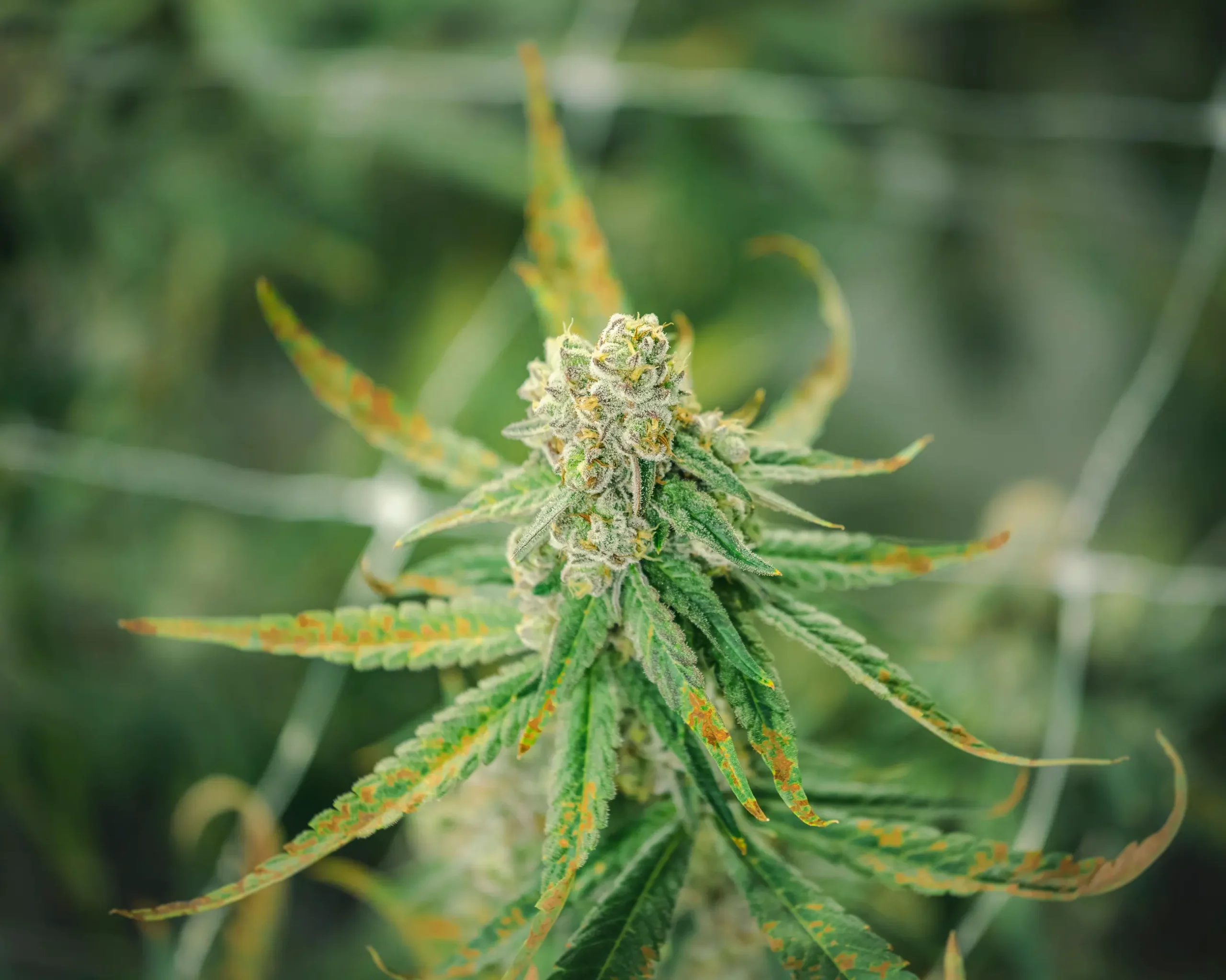 High-potency indoor cannabis floral cola flourishing under commercial solid-state lighting