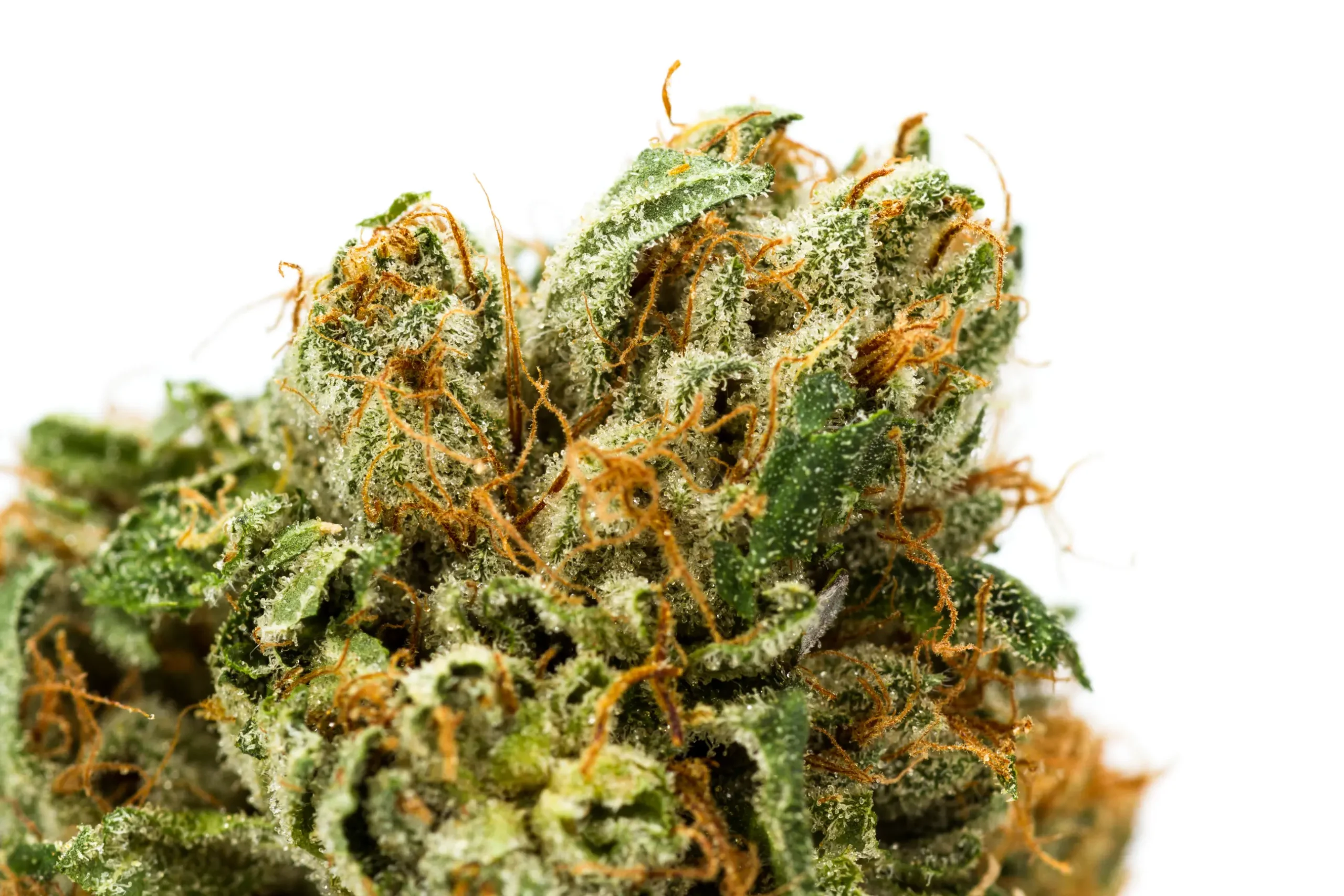 Extreme close-up of green cannabis foliage showing leaf shape and emerging growth details