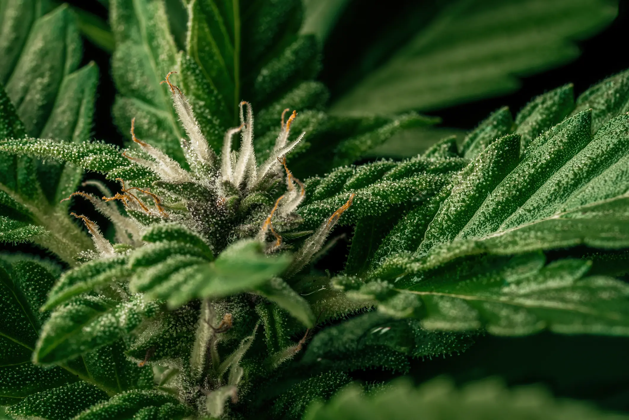 Dense frosty trichome carpet covering cannabis bracts showing pristine trichome preservation