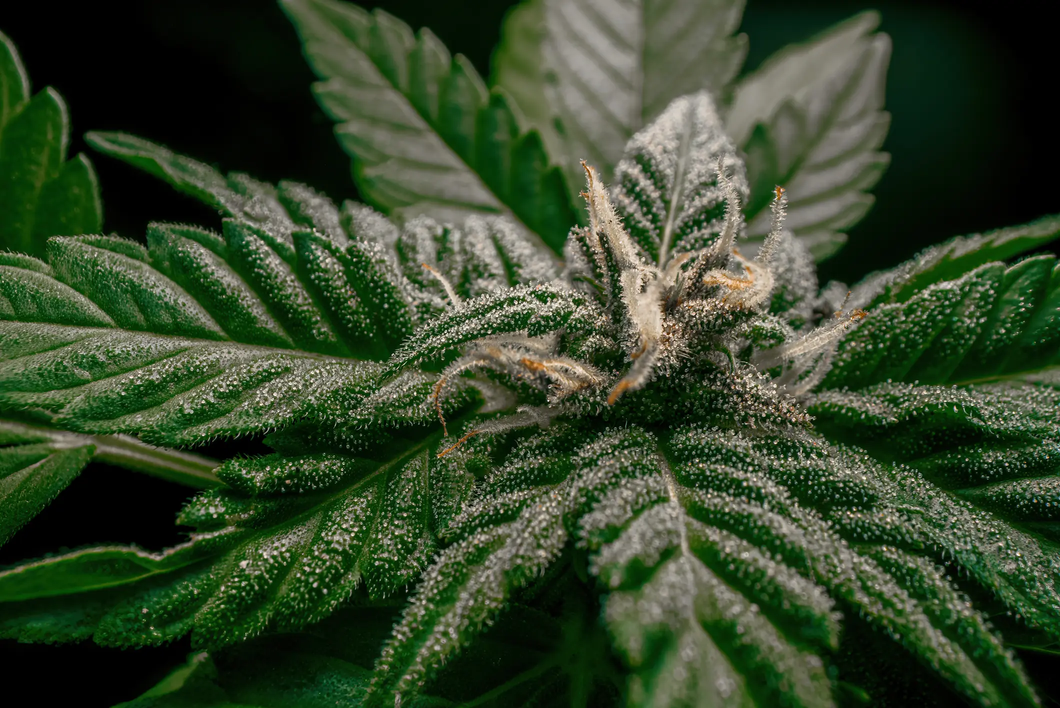 Macro view of resinous cannabis sugar leaves coated with sparkling glandular trichomes