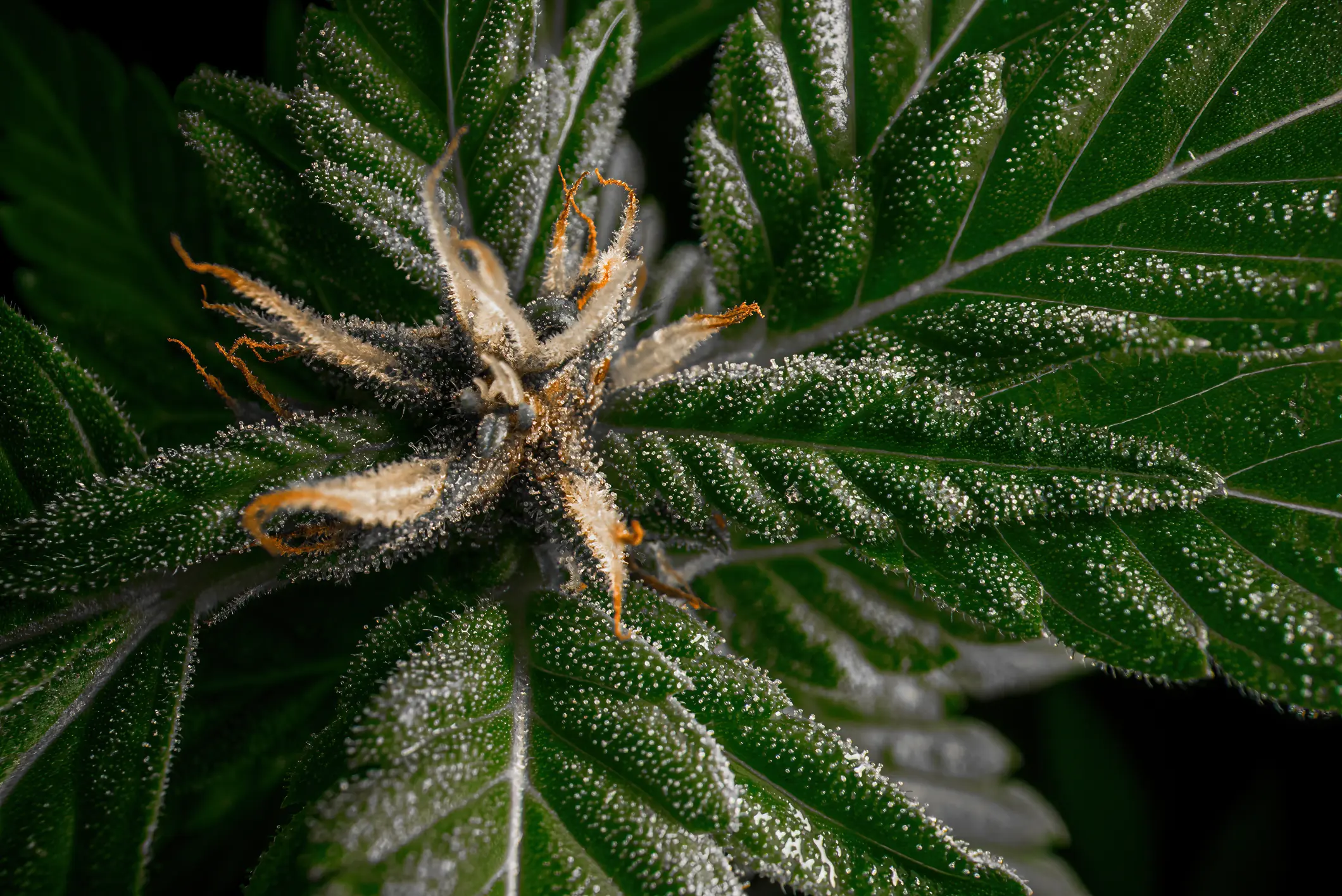 Extreme macro photograph of cannabis glandular trichomes standing erect on floral calyx