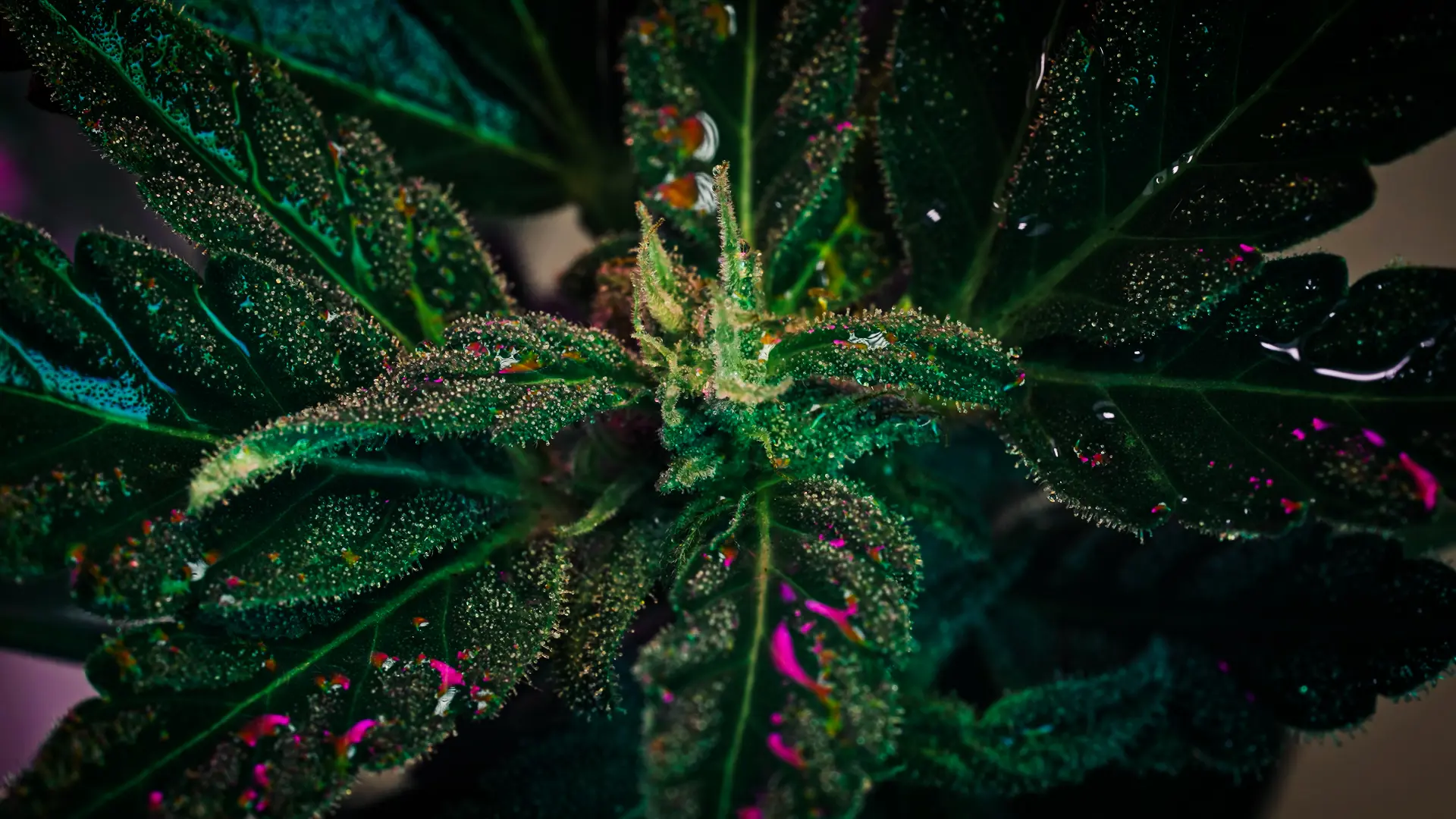 High magnification macro photo showing dense glandular trichome coverage on floral bracts