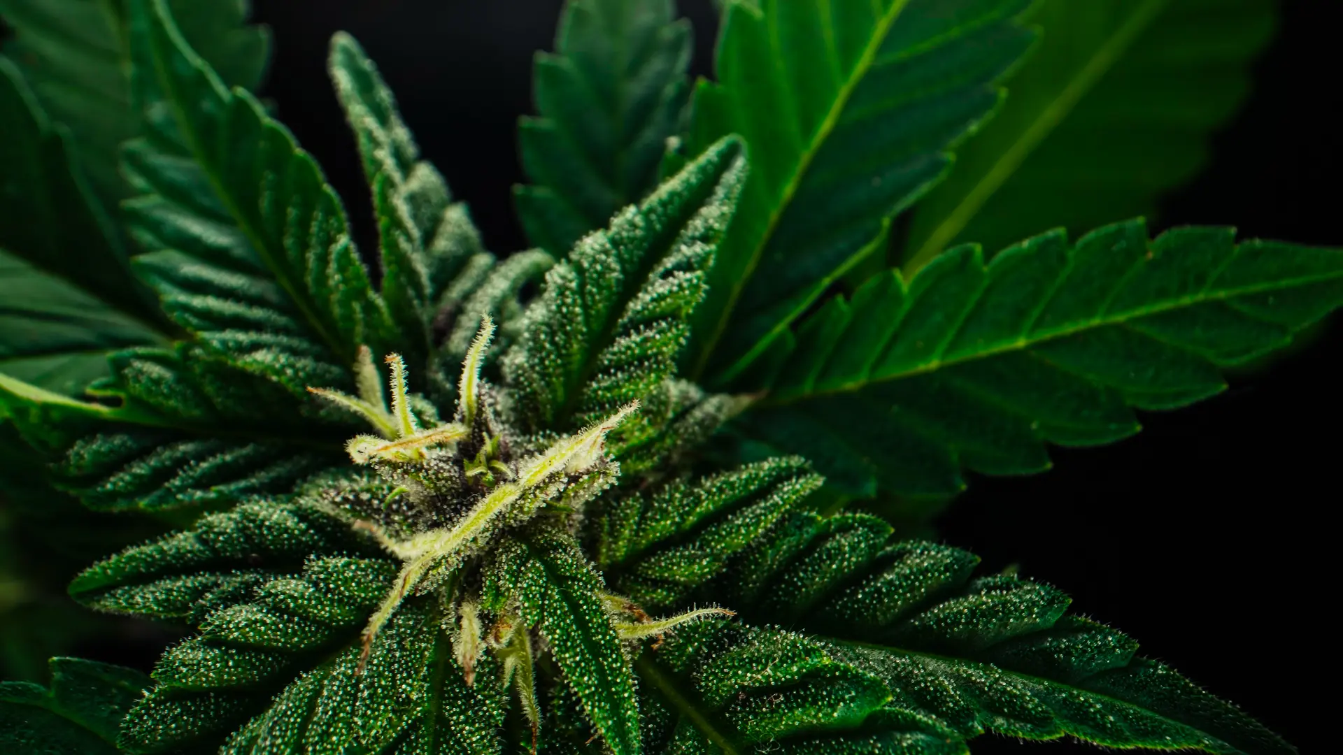 Extreme macro photograph of developing cannabis trichomes displaying pristine glandular heads
