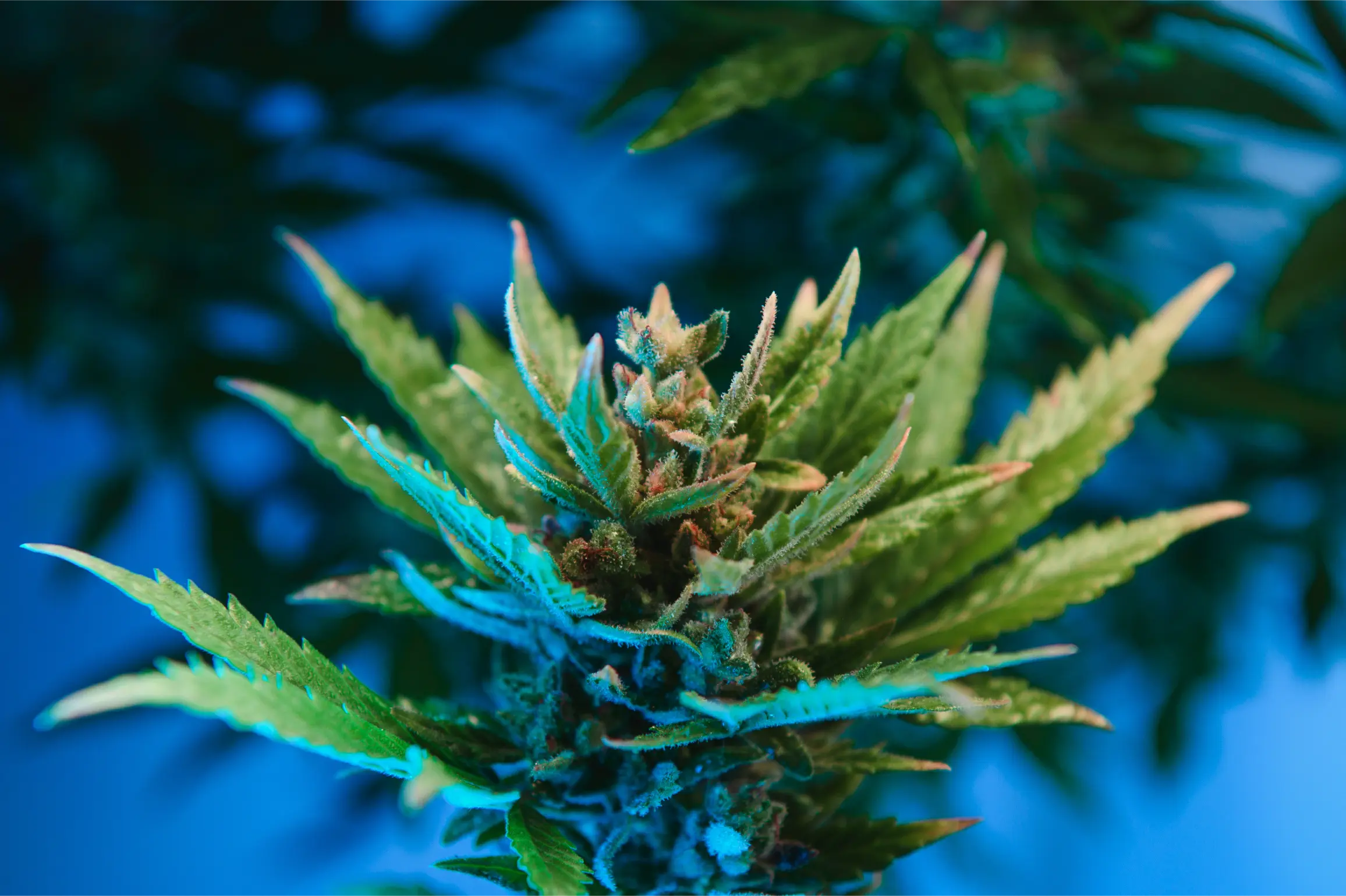 Healthy cannabis flower bud developing dense floral clusters and green sugar leaves