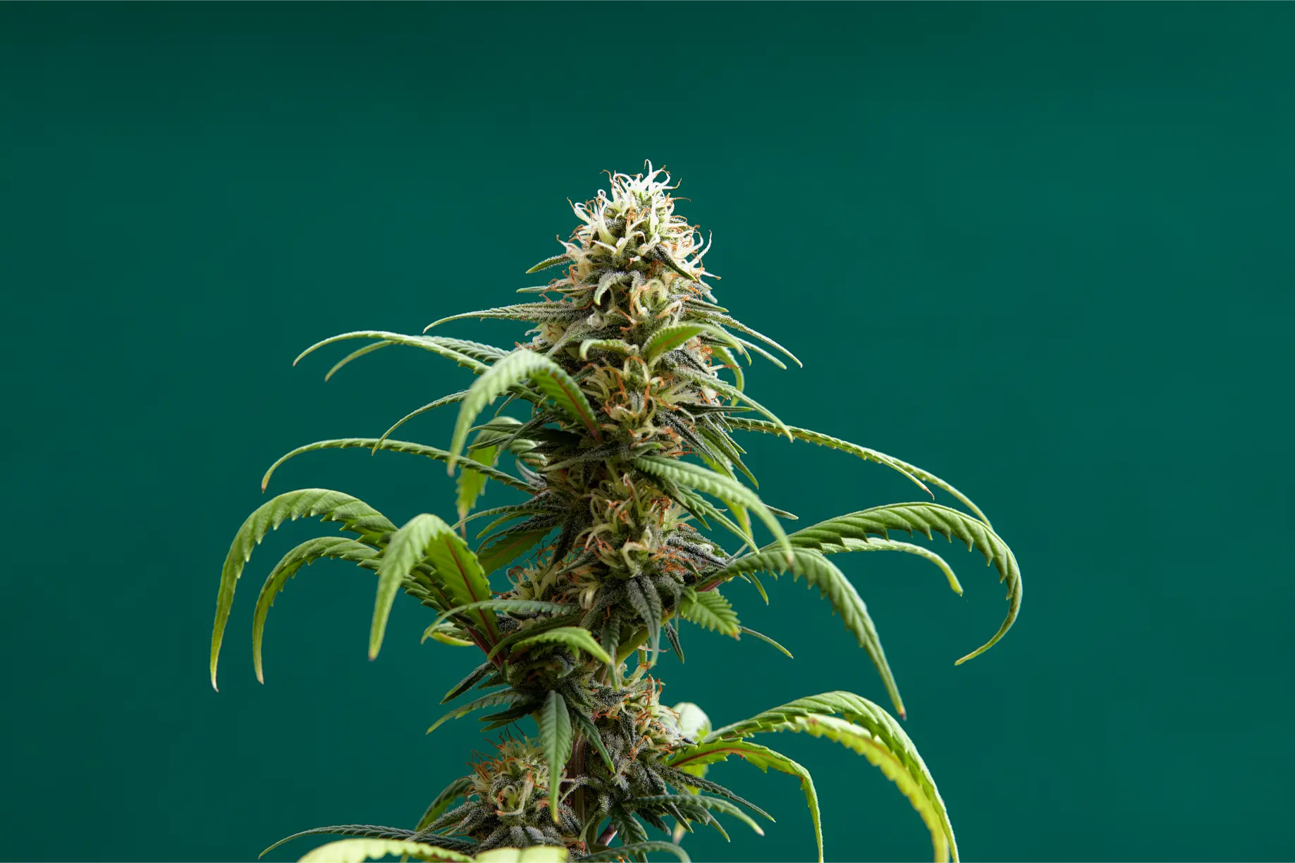 flowering-buds-of-medical-cannabis-trichomes-are-2026-03-17-14-42-41-utc