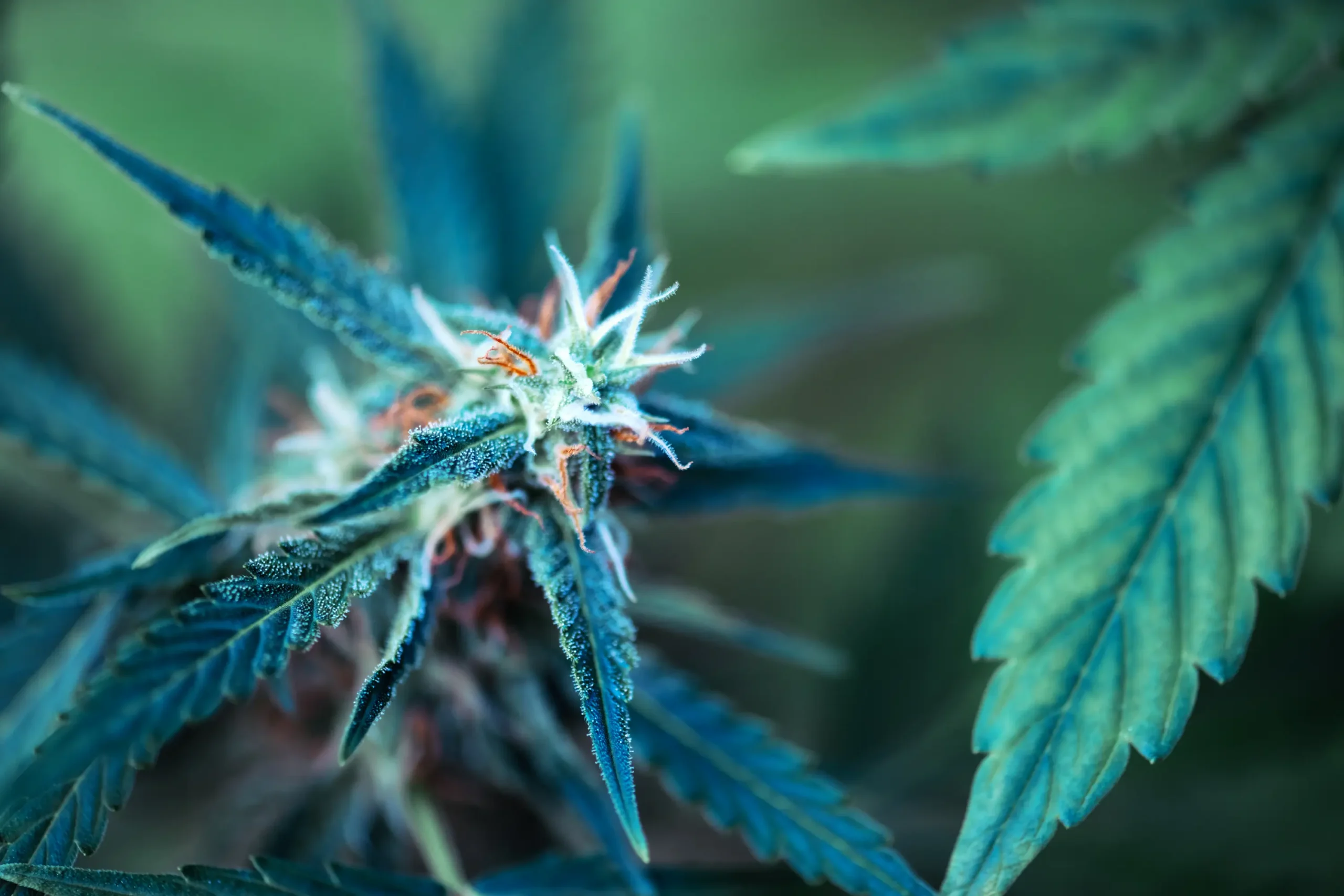 flowering-cannabis-bud-with-lush-green-leaves-2026-03-19-23-44-23-utc(2)