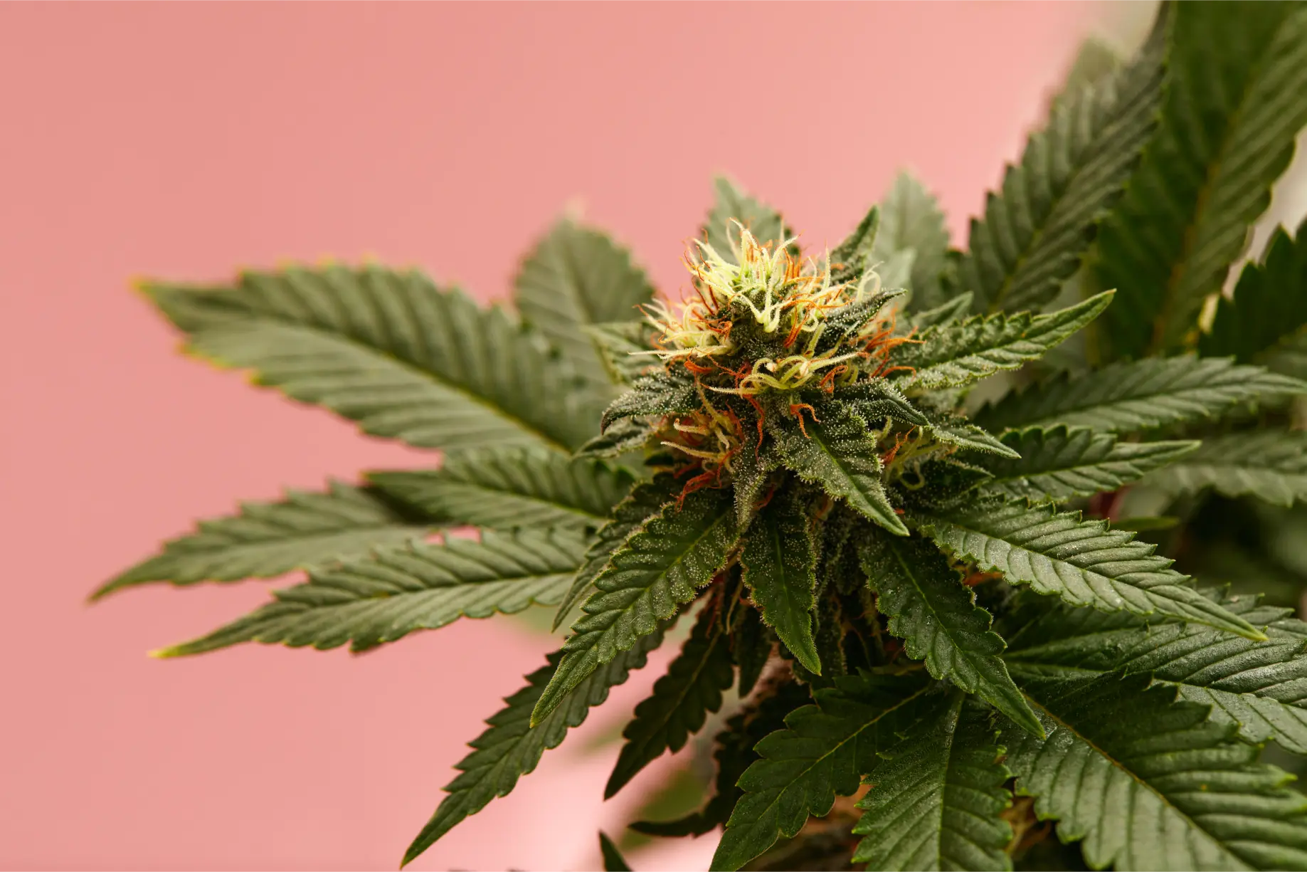 Healthy flowering cannabis plant displaying dense emerald bracts and vibrant pistils under optimal irradiance