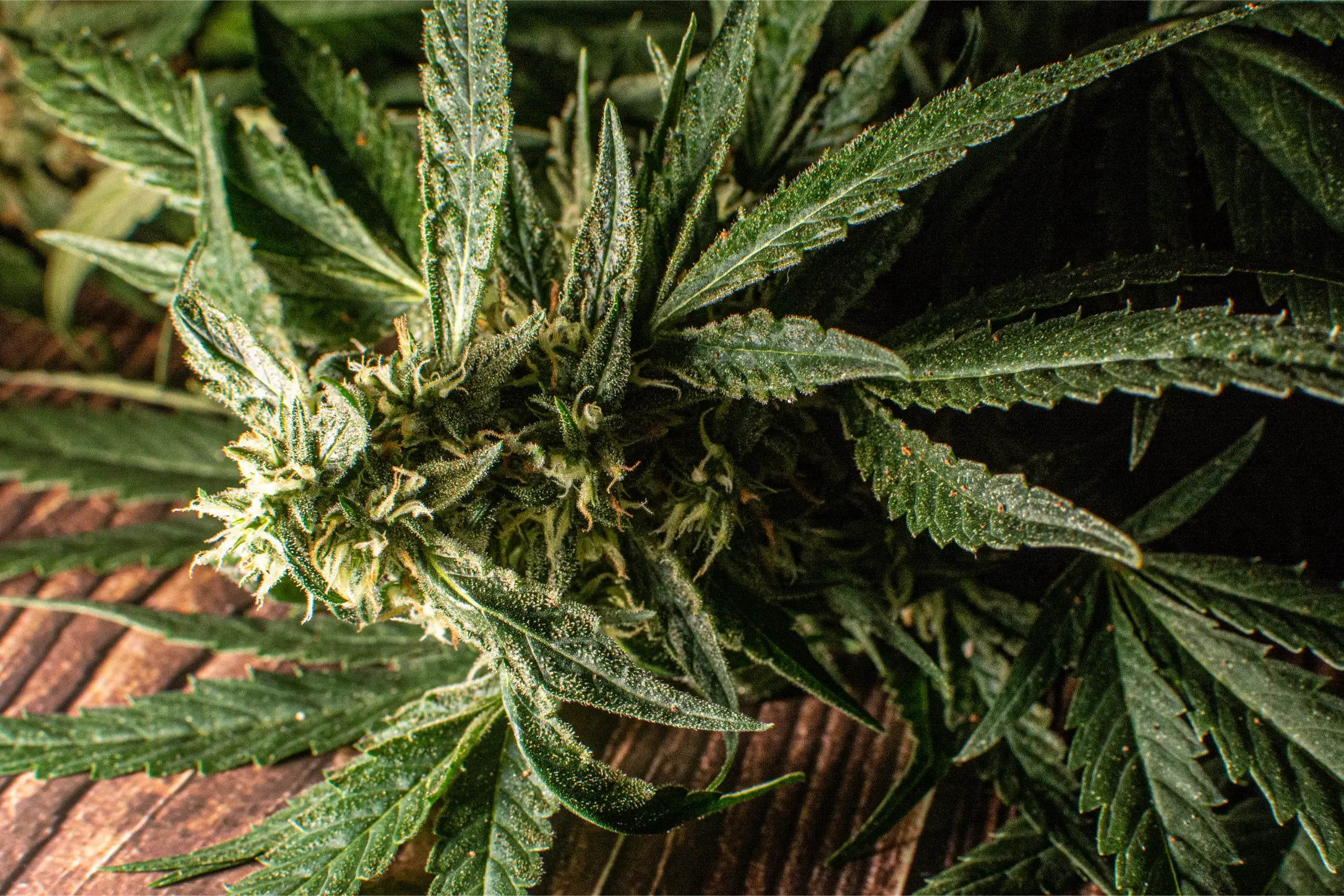 freshly-grown-marijuana-plant-2026-03-13-04-20-07-utc(2)