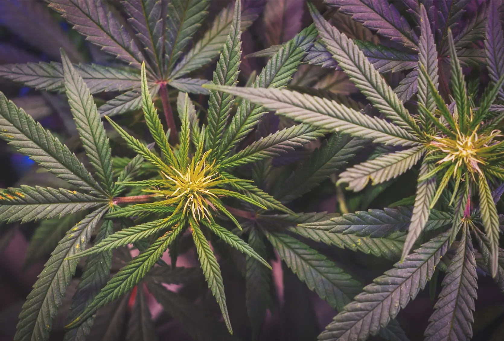 Lush green cannabis canopy completely filling a standardized indoor grow tent footprint