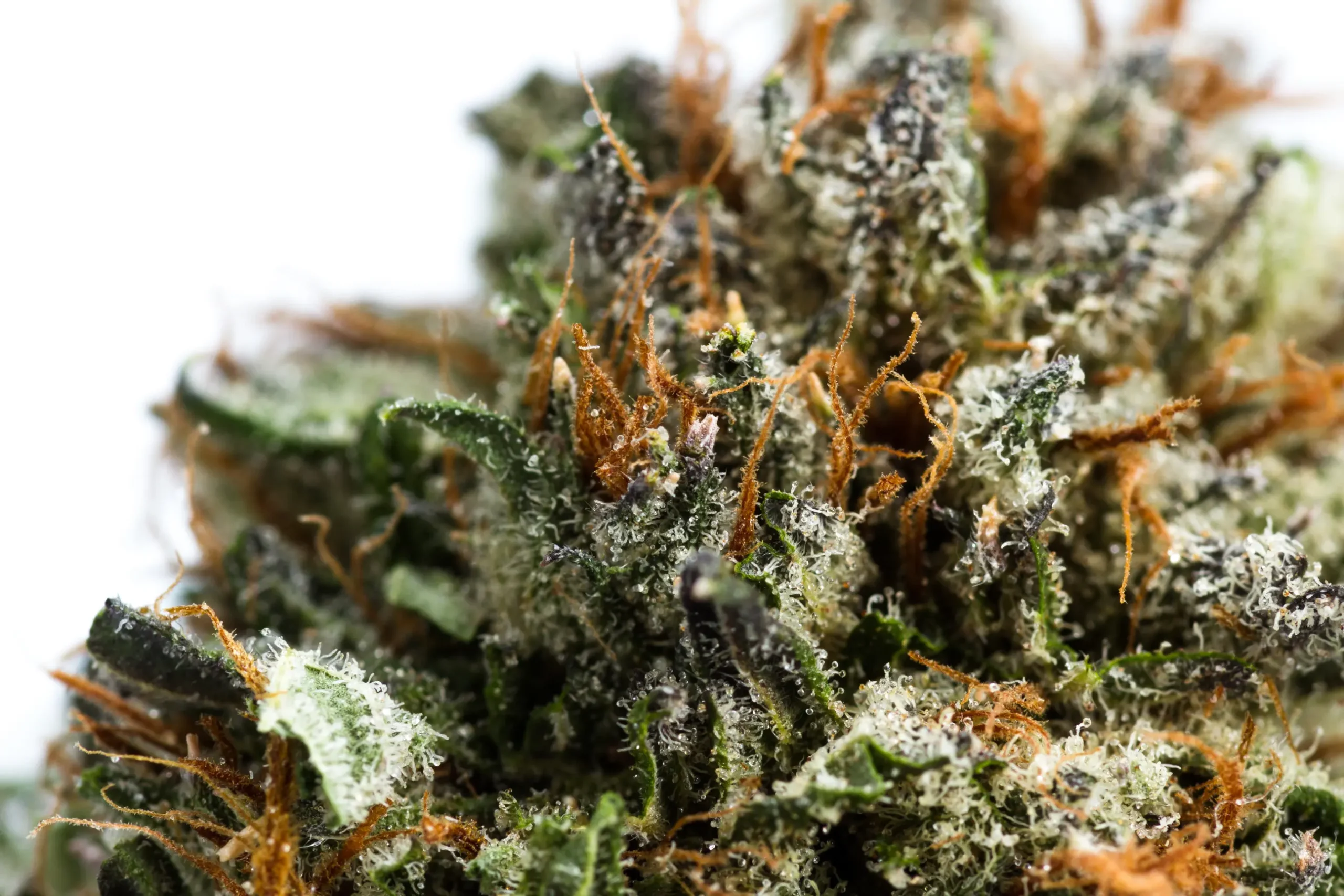 Lush cannabis canopy cultivated in rockwool blocks under high-performance commercial LED lights