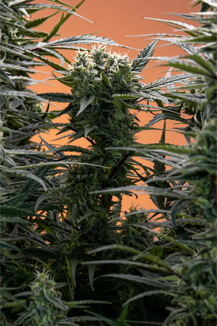 Dense frosty cannabis buds displaying rich amber pistils and heavy resin glands