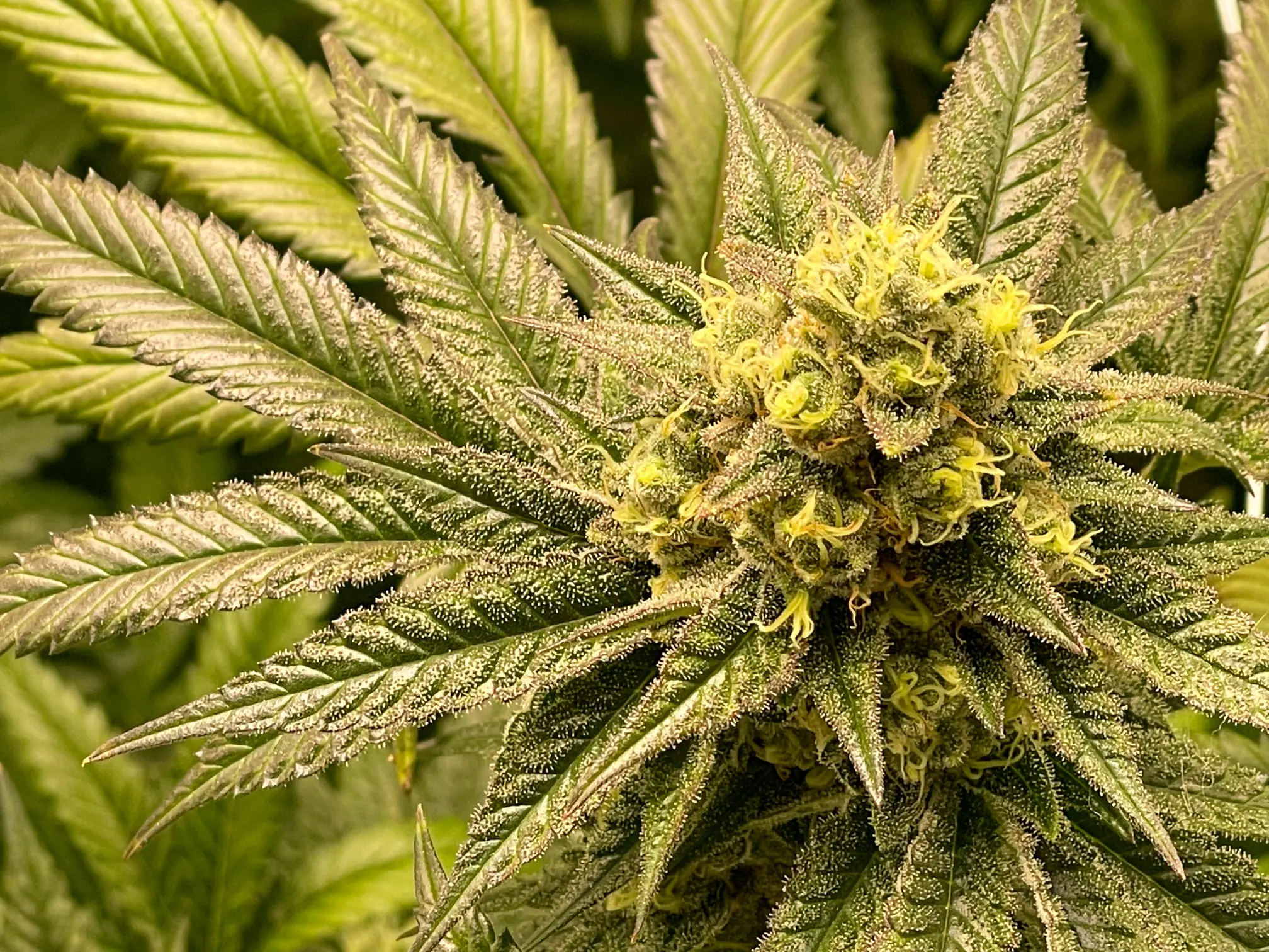 Dense green cannabis foliage thriving in a secure, fire-rated commercial grow tent