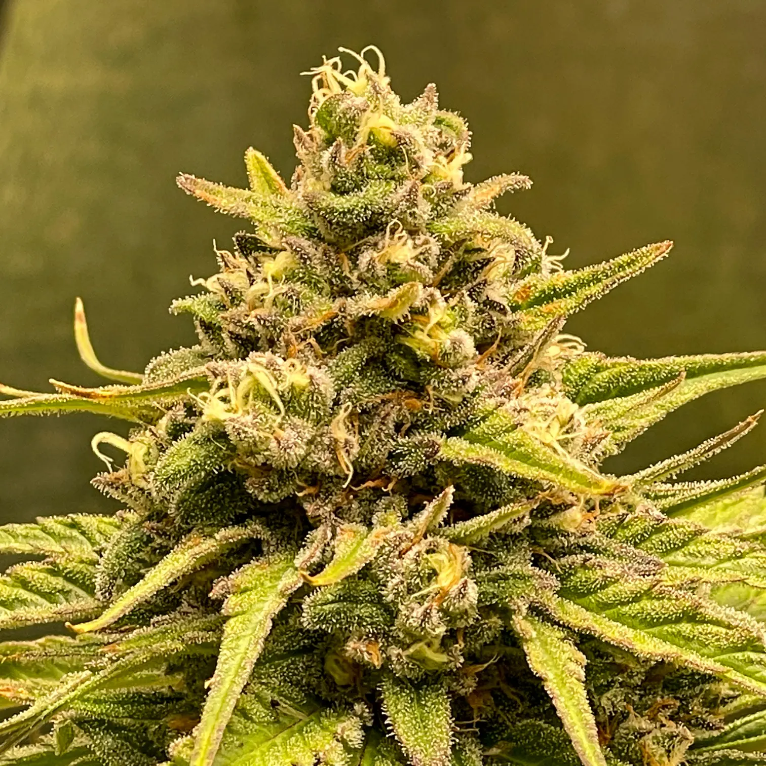 green-cannabis-flower-2026-03-17-07-15-43-utc