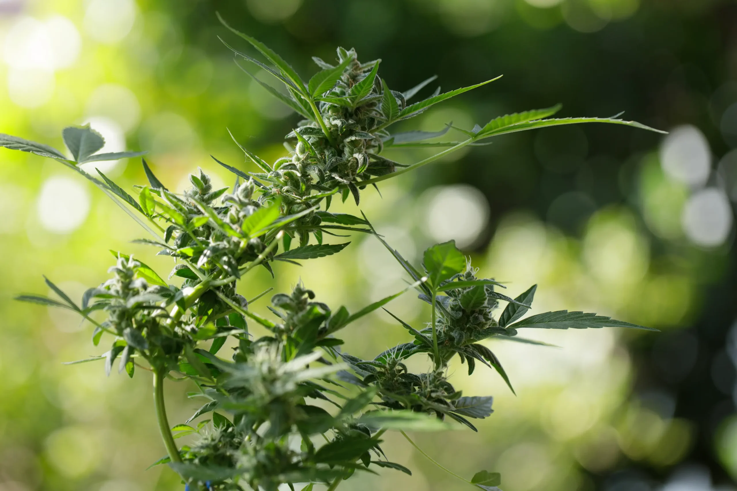 Dense frosty cannabis bud with thick trichome coverage growing in peat-based media