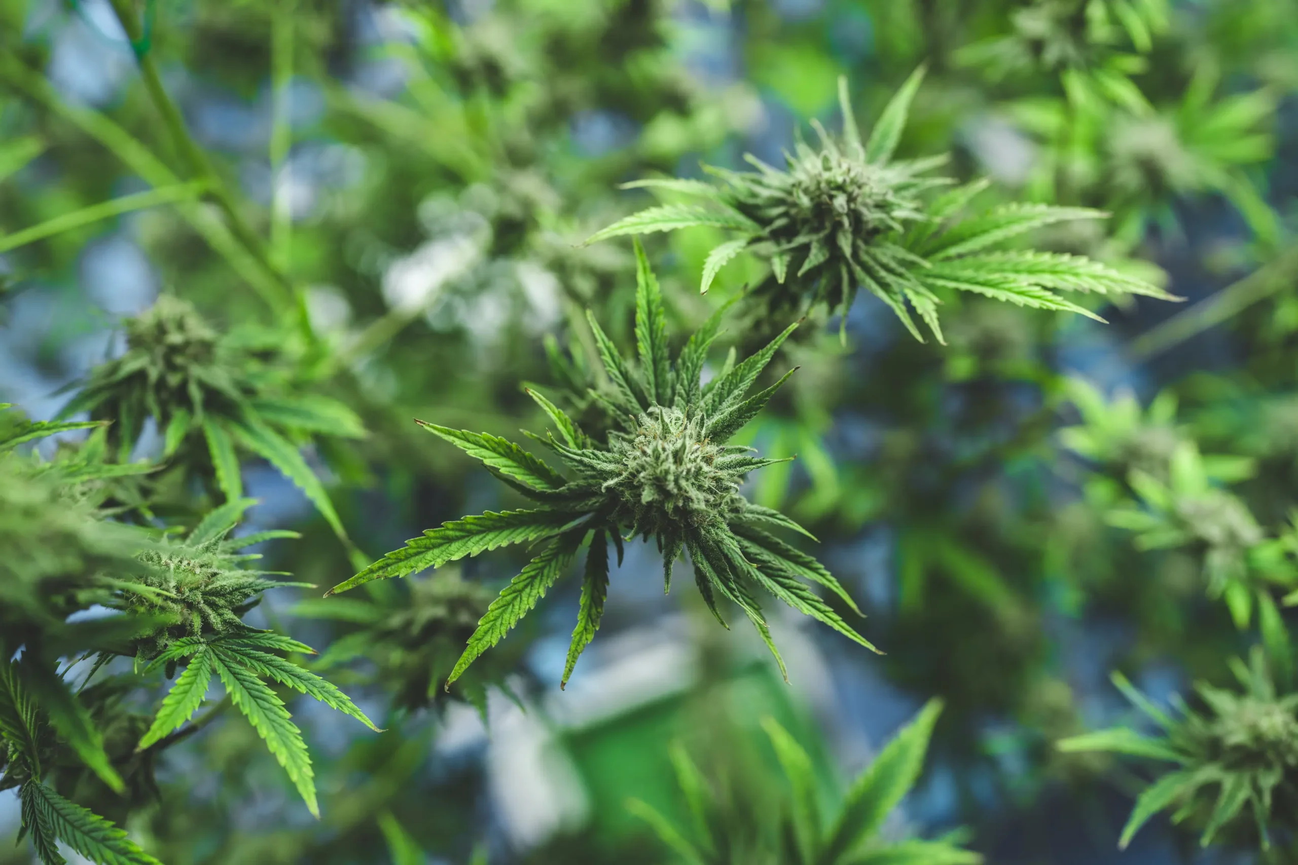 Lush cannabis canopy growing with perfect symmetry and thick dark green fan leaves