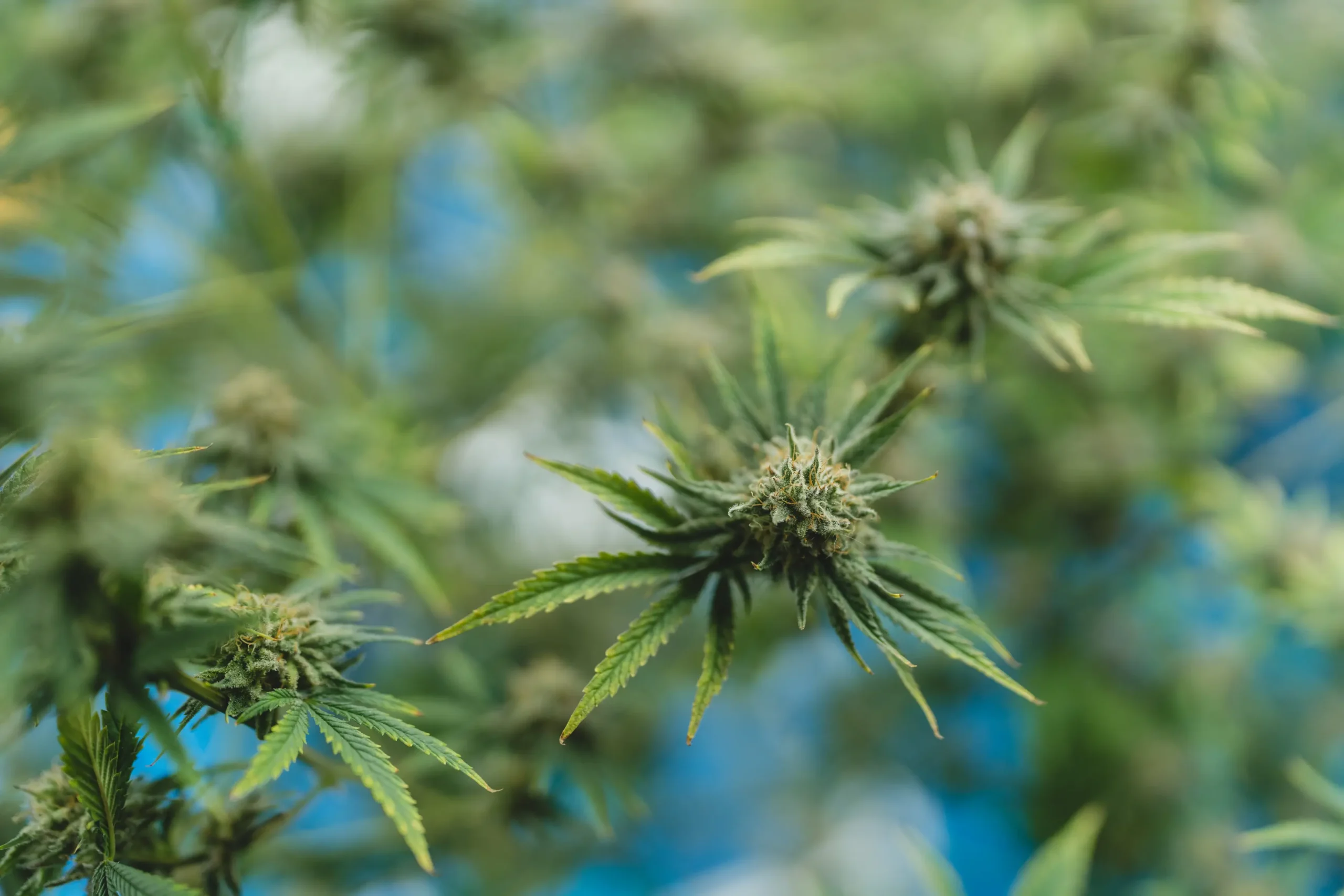 Healthy cannabis plant foliage with vibrant emerald green leaves growing in peat-based soilless media