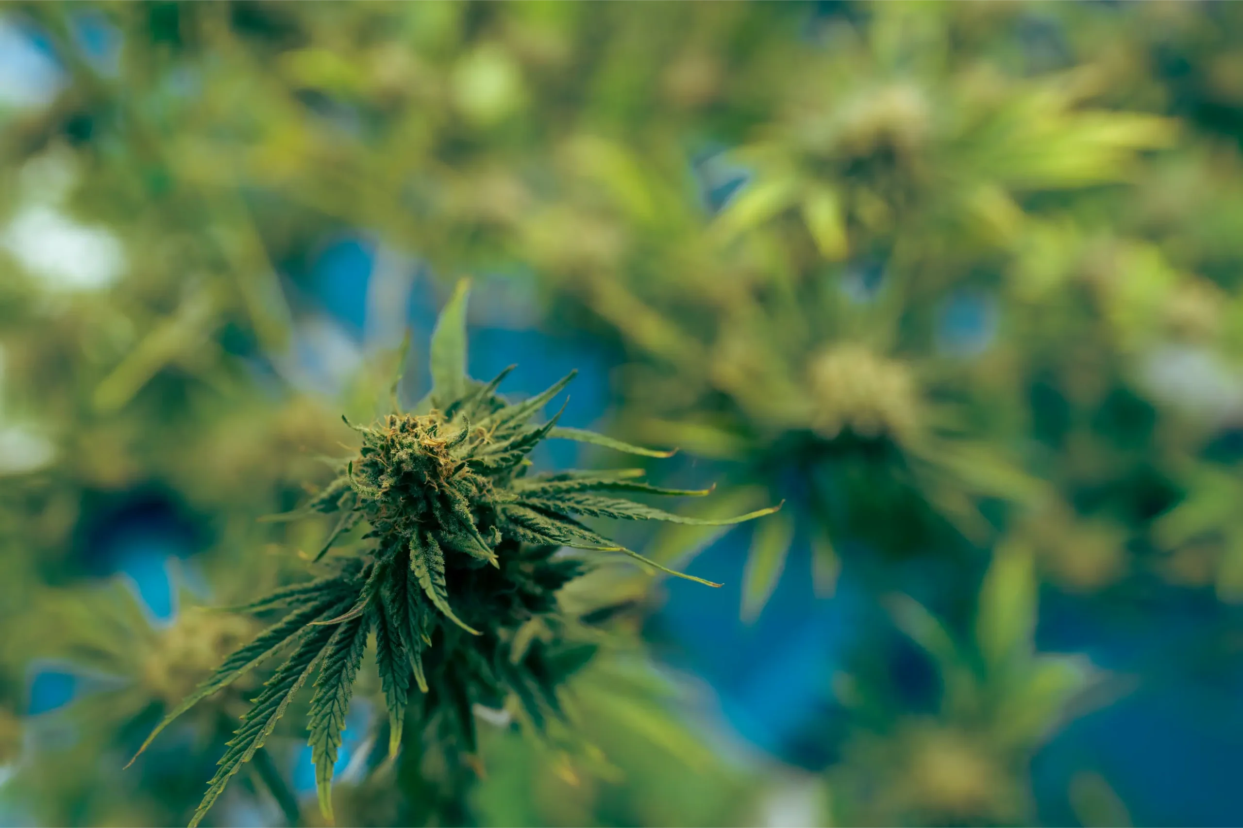 green-house-and-harvesting-of-cannabis-weed-hemp-p-2026-03-24-16-34-23-utc