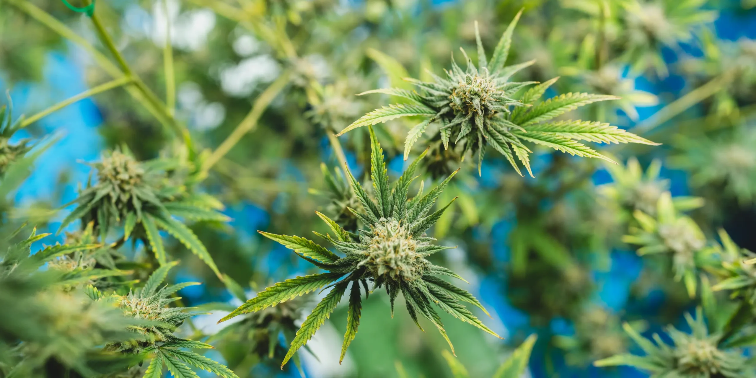 Macro close-up of frosty cannabis floral bracts showing dense trichome head coverage