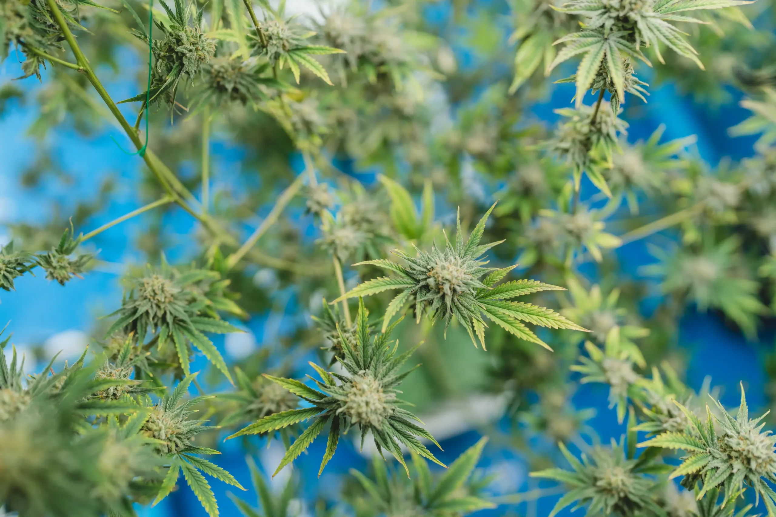 Cannabis foliage growing in pristine condition showing uniform lateral branch expansion
