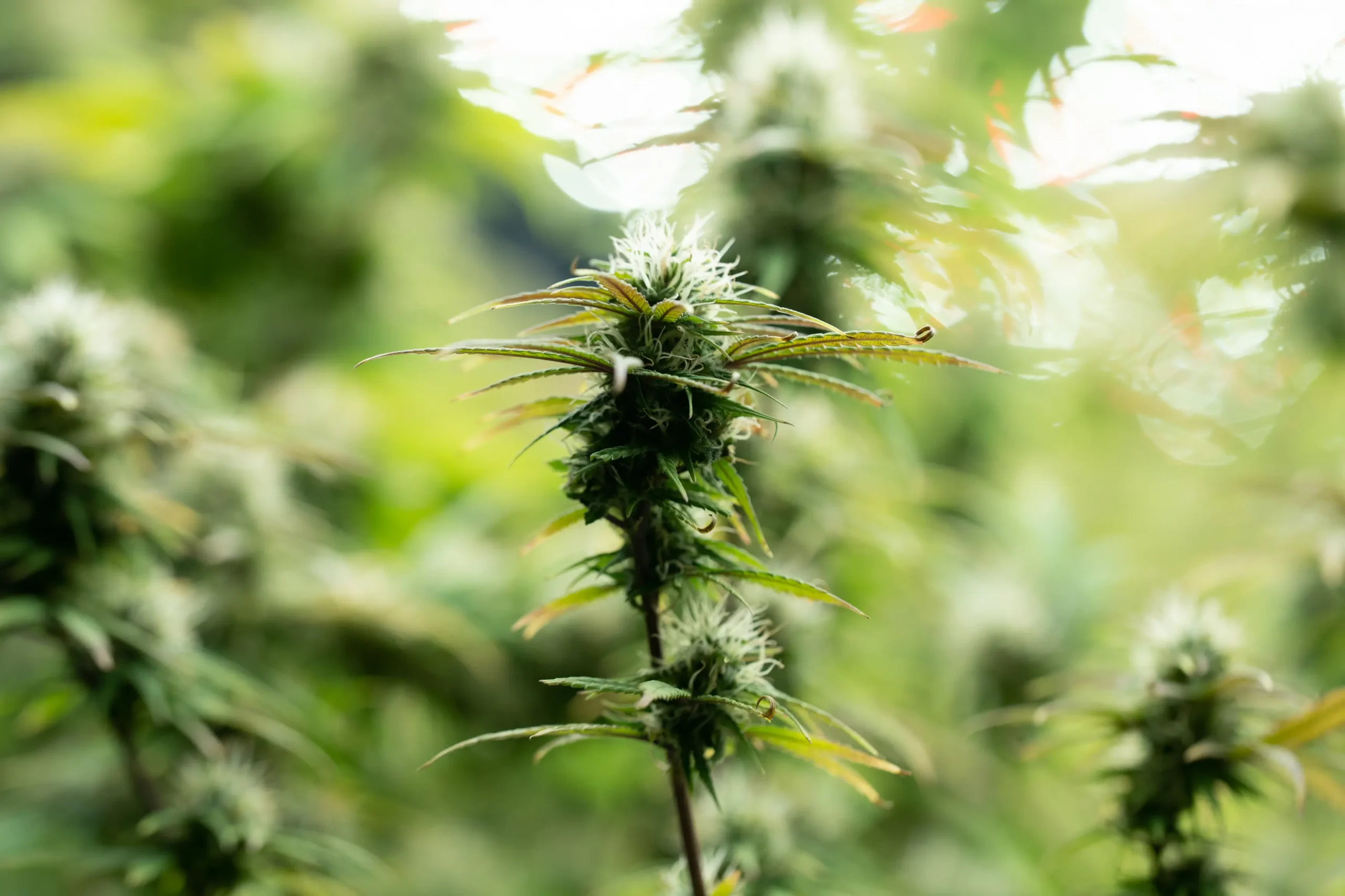 Lush cannabis canopy cultivated under clean commercial greenhouse lighting