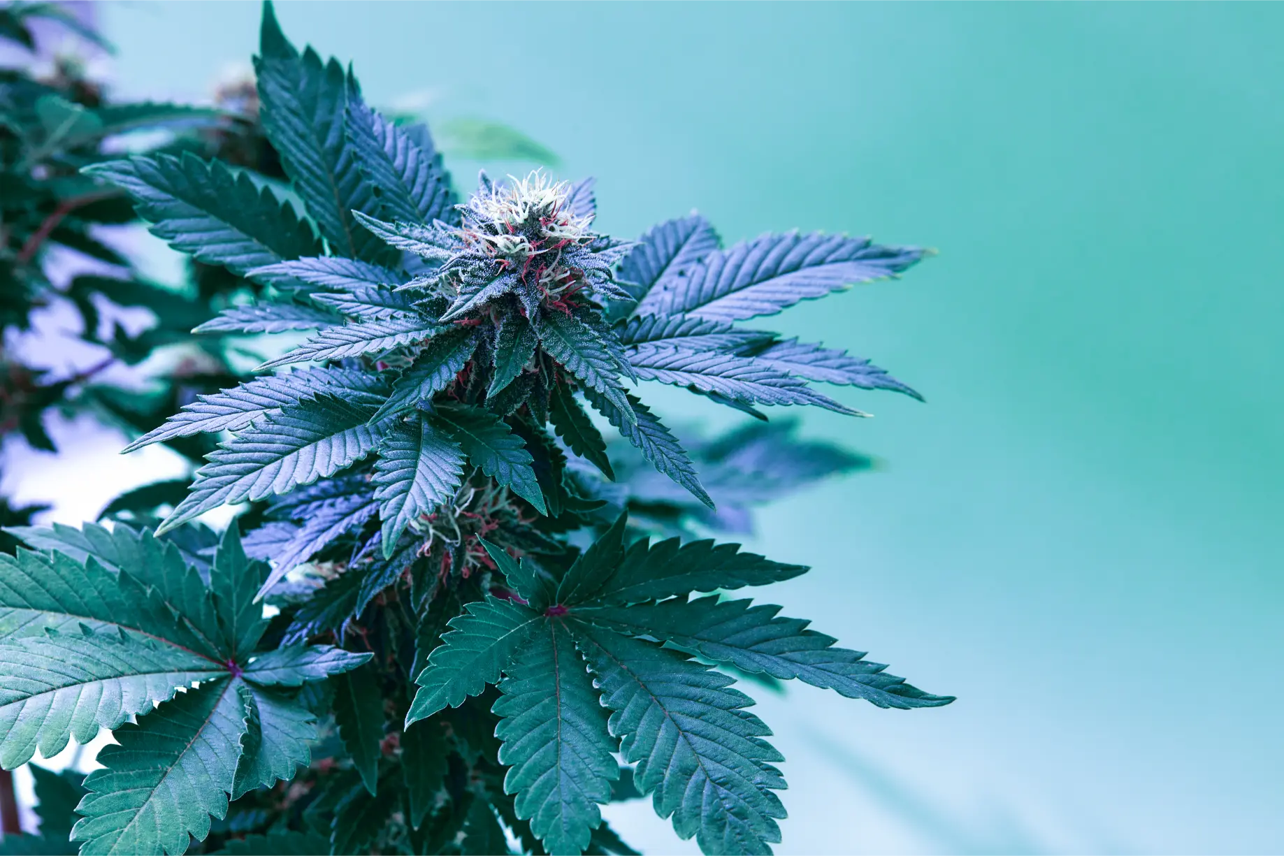 Vigorous cannabis fan foliage maintained under stable environmental control