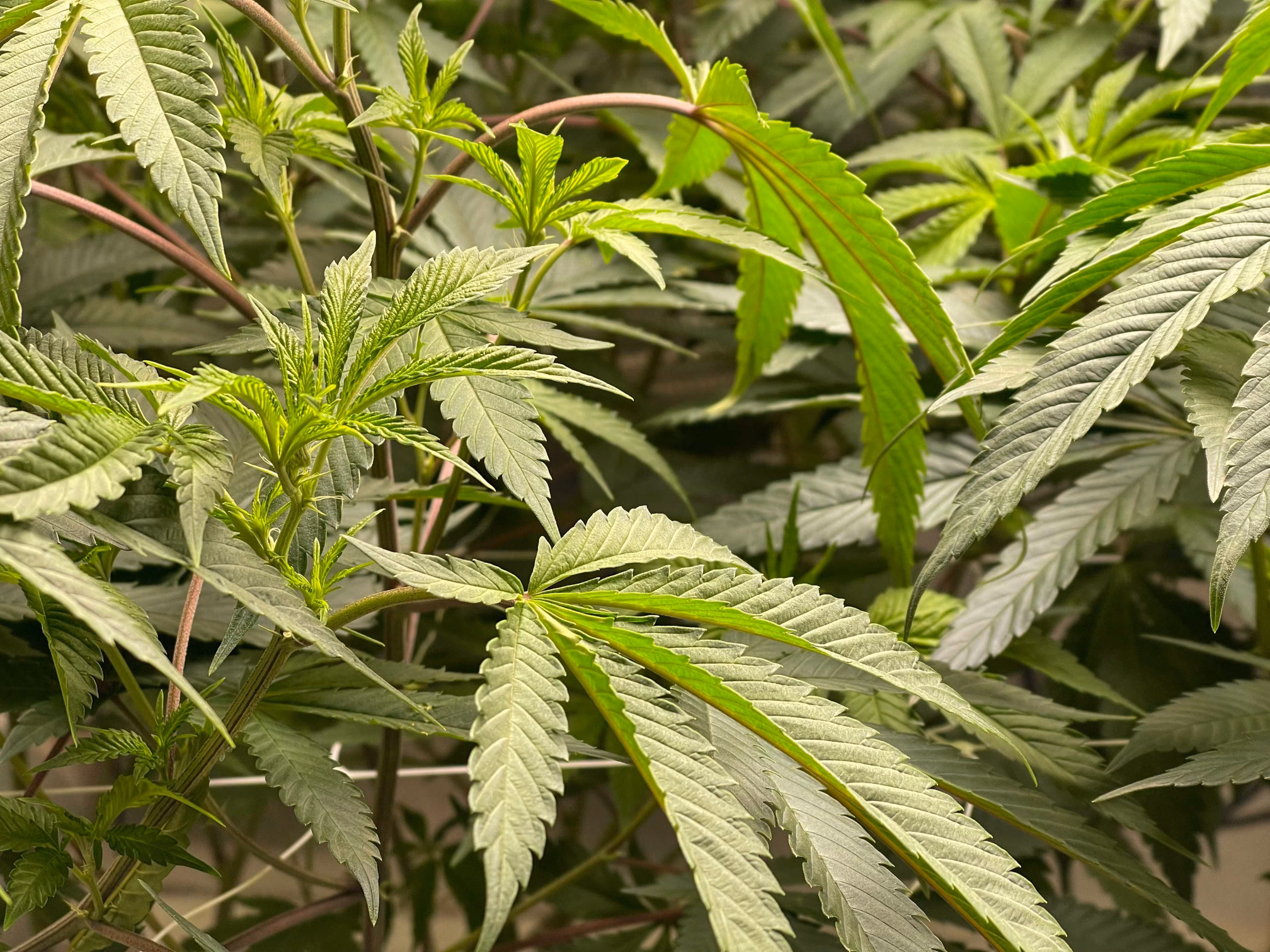 Close view of healthy cannabis stems and leaves