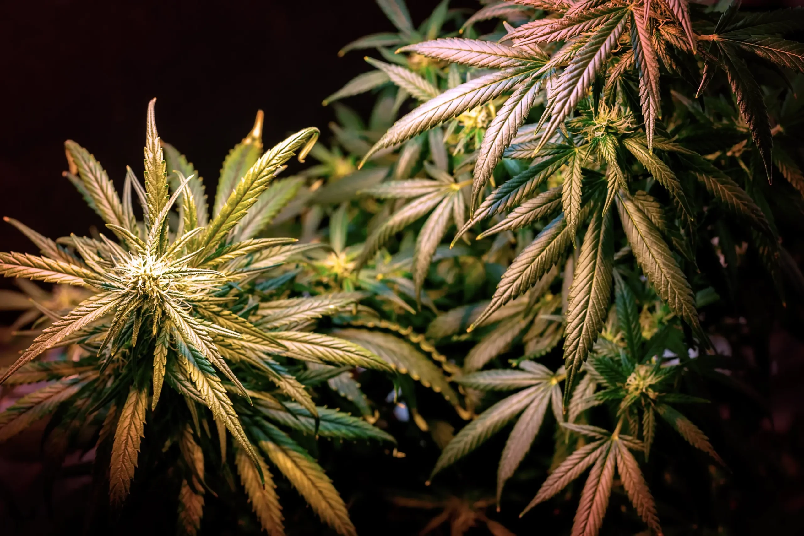 green-leaves-of-a-plant-illuminated-in-the-dark-2026-03-16-22-57-59-utc