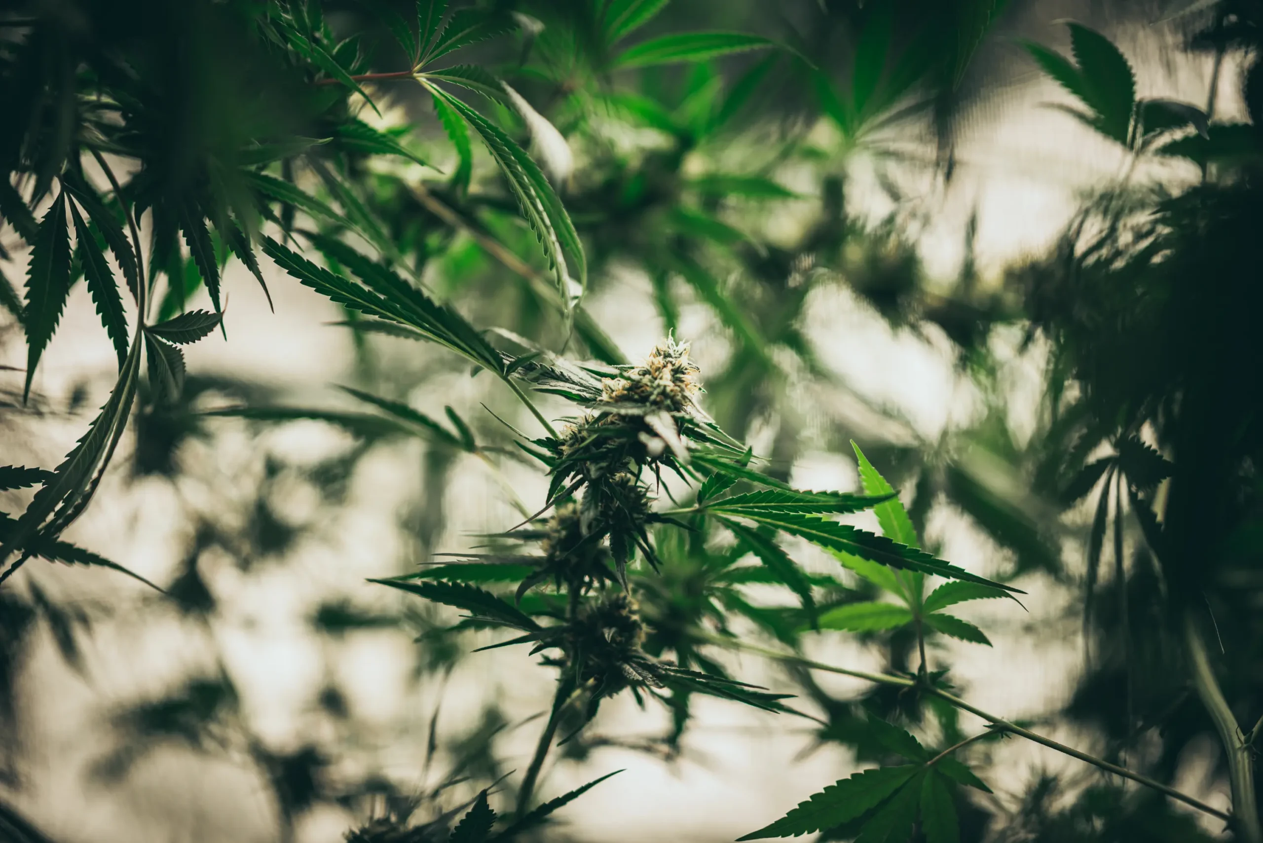 Clean, healthy cannabis foliage developing without toxic volatile organic chemical stress