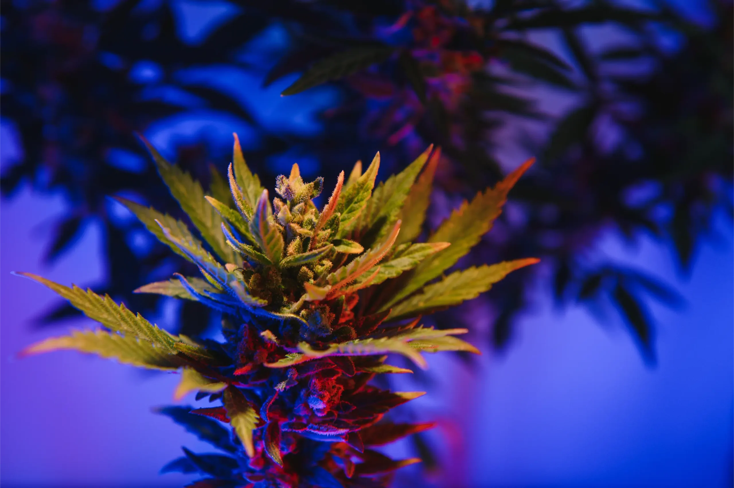 Vibrant flowering cannabis canopy receiving calibrated photoperiod light cycles