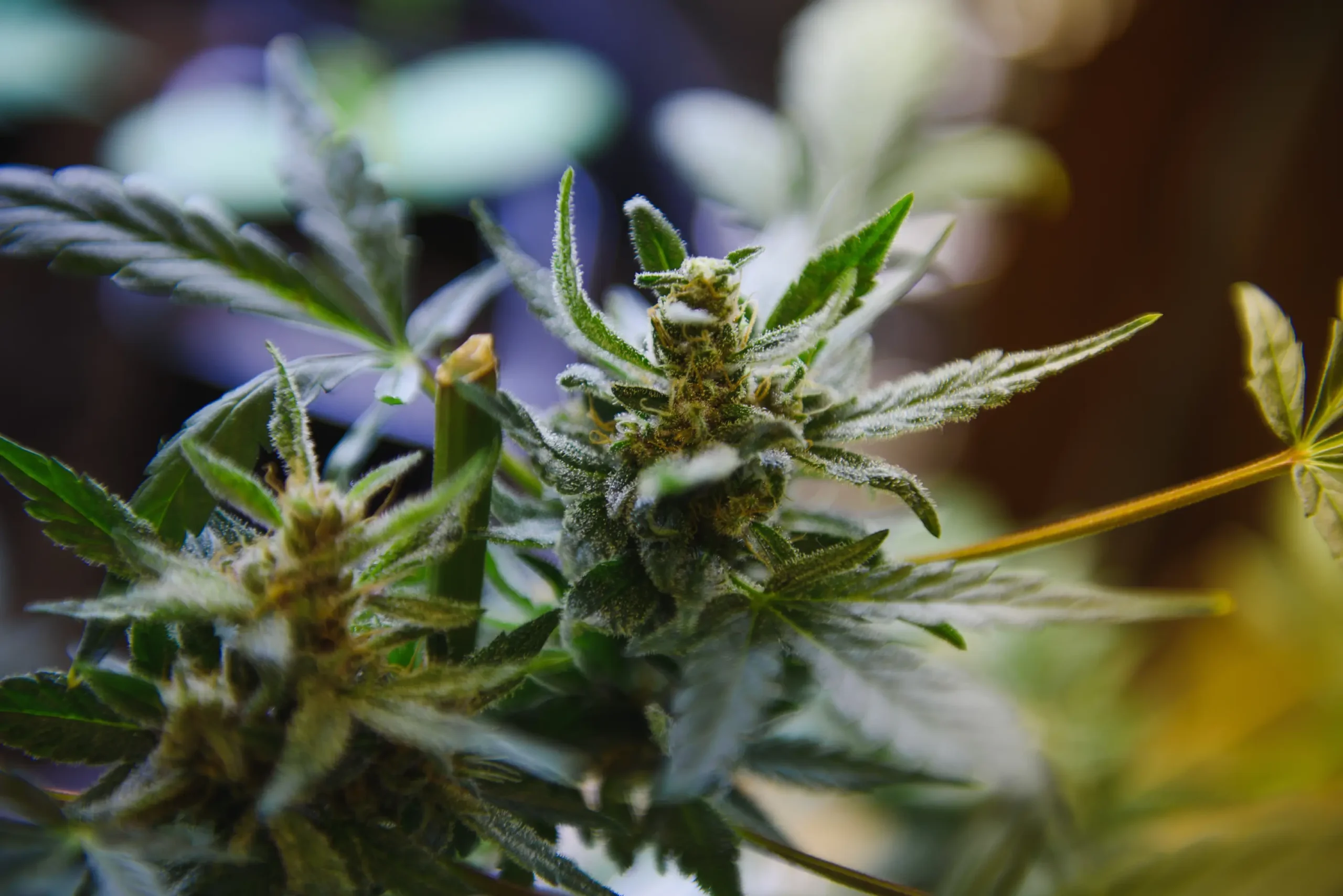 Lush cannabis canopy displaying thick healthy leaves under high-performance indoor LED lighting