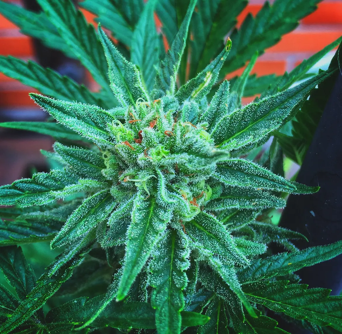 Lush cannabis canopy displaying dark green leaves and pristine vegetative health