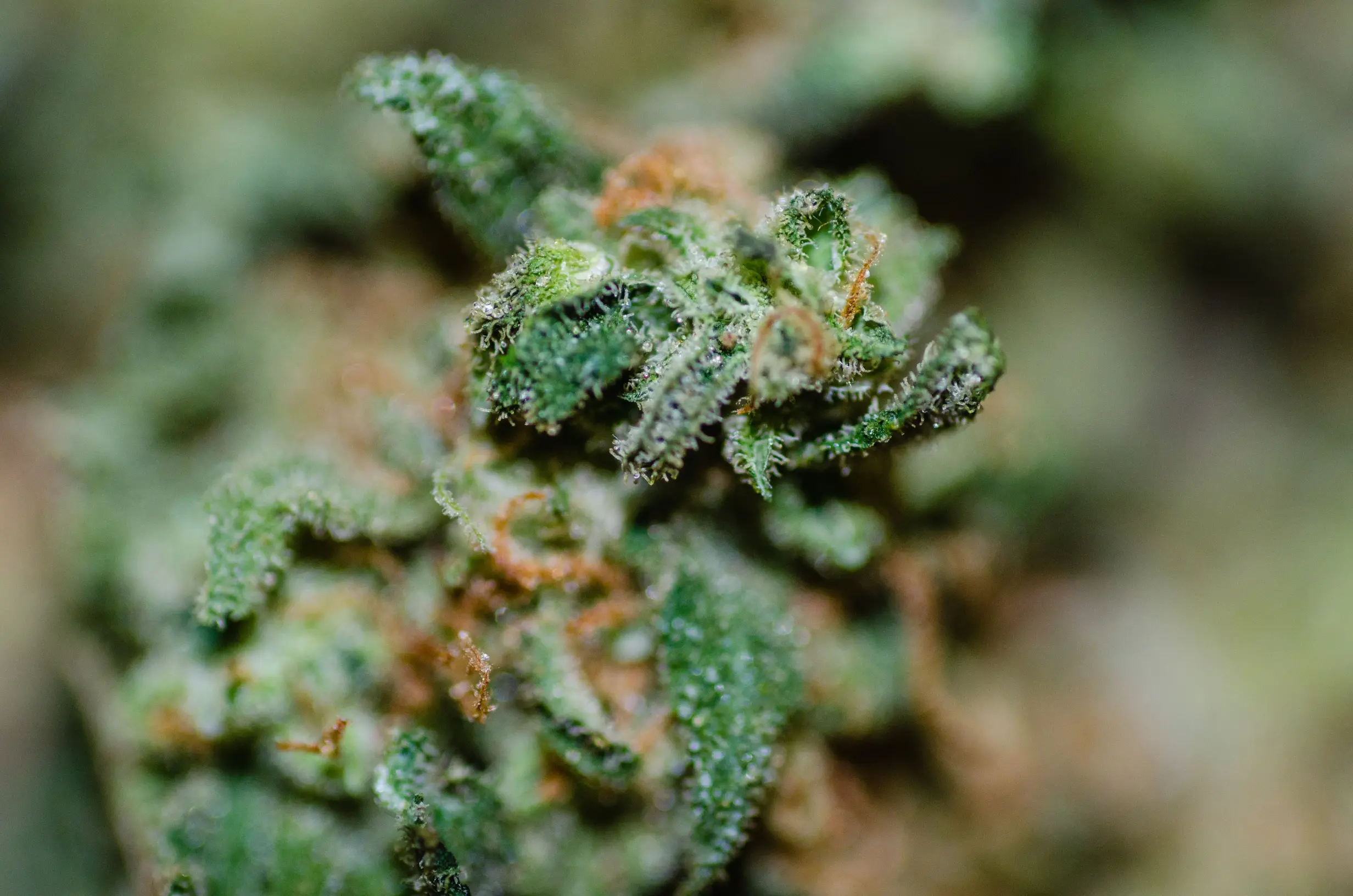 green-plant-bud-close-up-abstract-macro-view-2026-01-07-07-31-17-utc