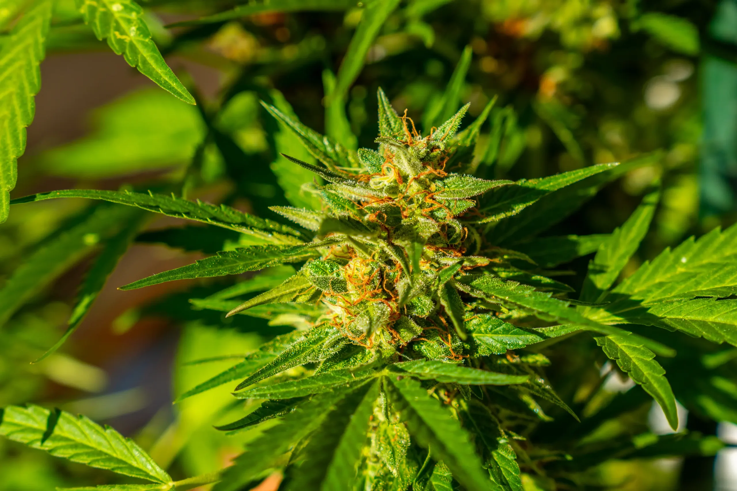 Cannabis canopy illuminated under natural full-spectrum white light showing balanced color rendering and tissue health