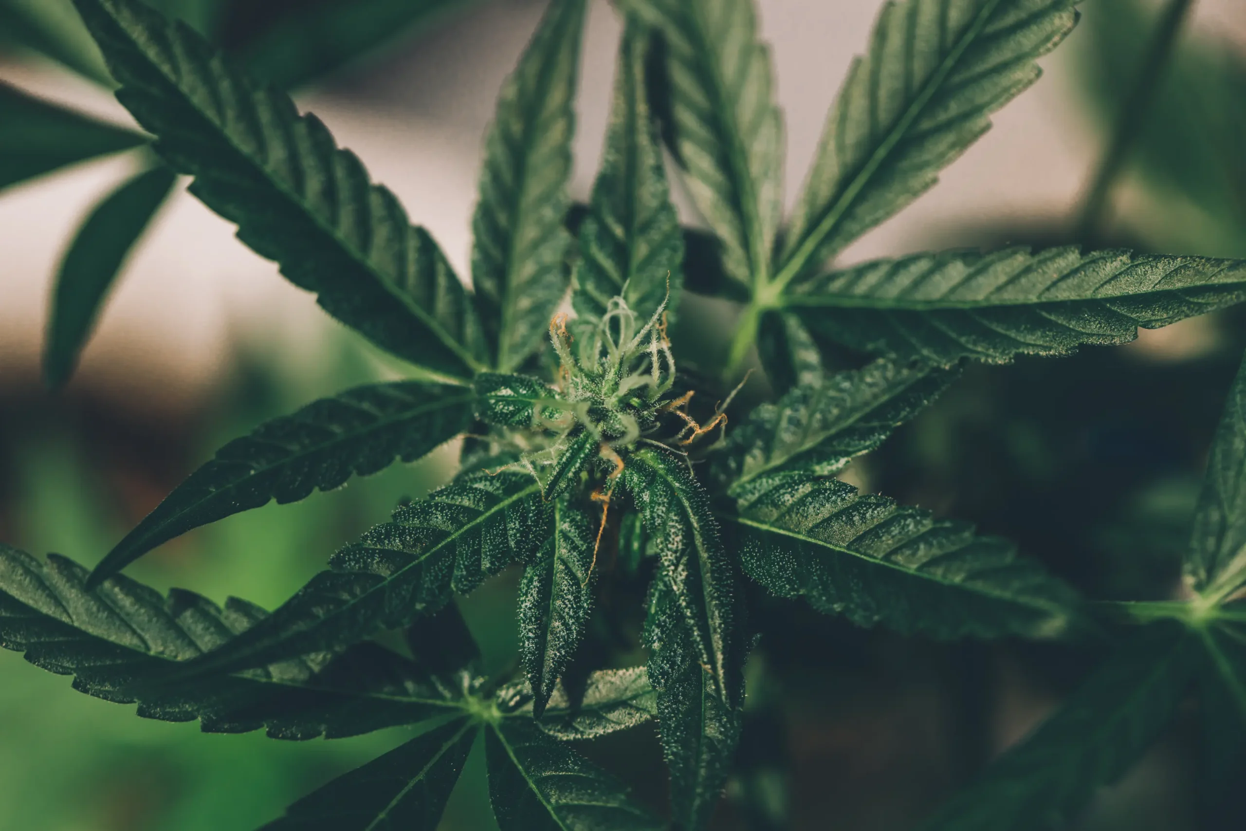 Cannabis foliage displaying vigorous healthy green growth under controlled greenhouse conditions