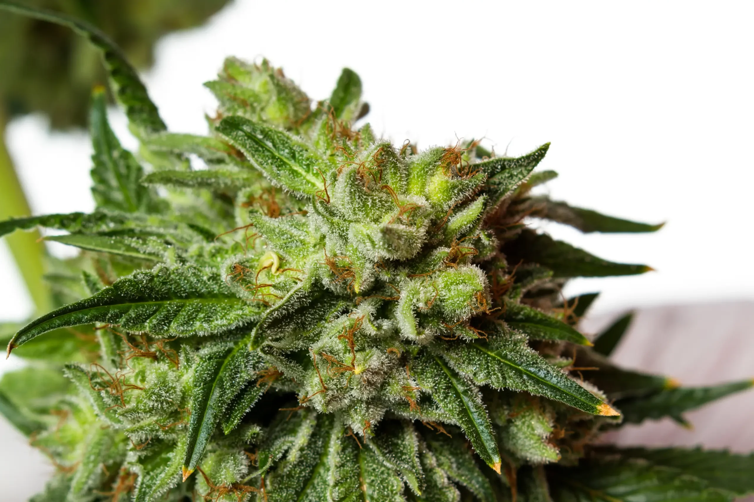 Lush cannabis plant foliage photographed in sharp detail showing optimal water turgor