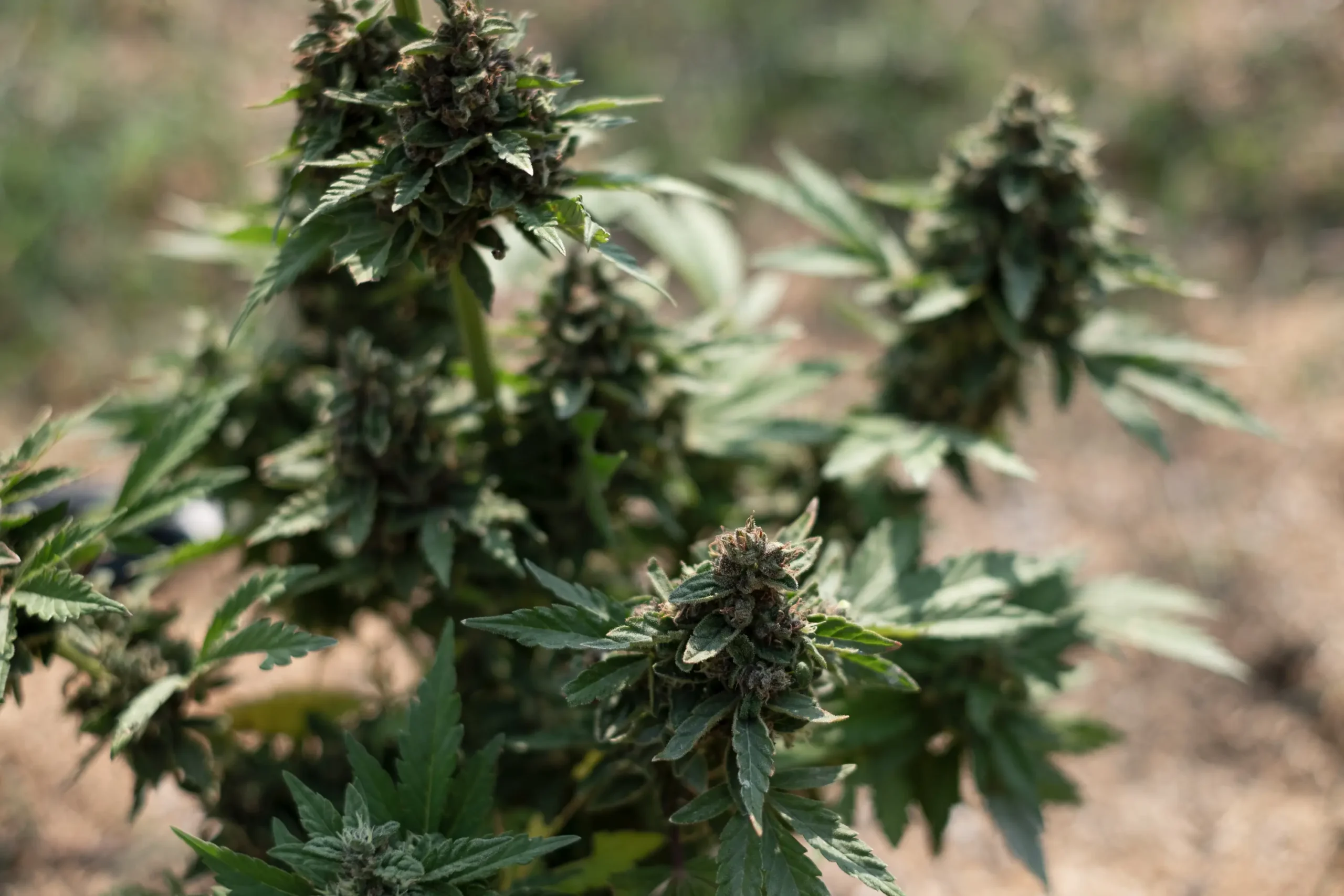 Cannabis plant growing in an open outdoor field