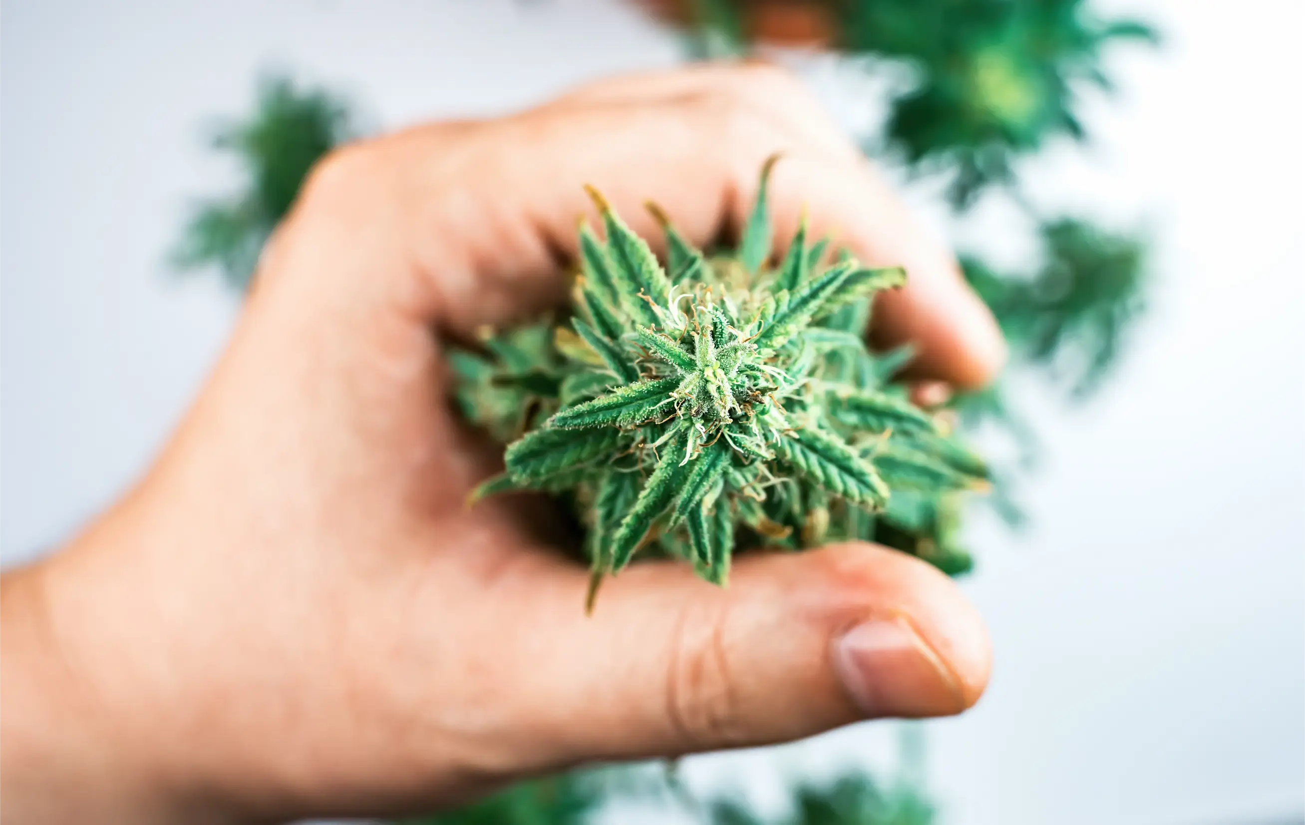 Grower checking fresh cannabis shoot growth after training