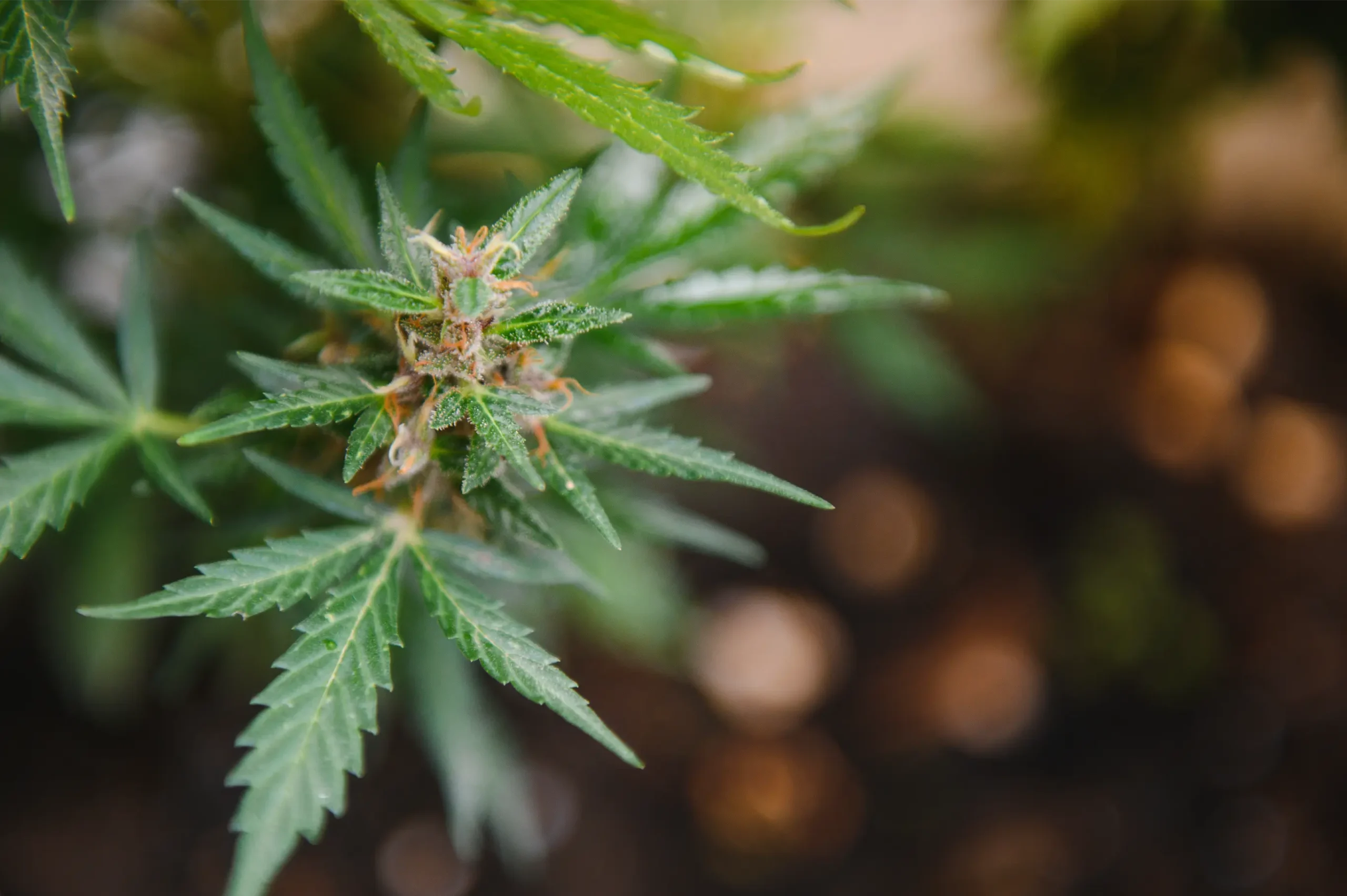 Lush cannabis fan leaves thriving inside a heavy-duty reflective grow tent enclosure