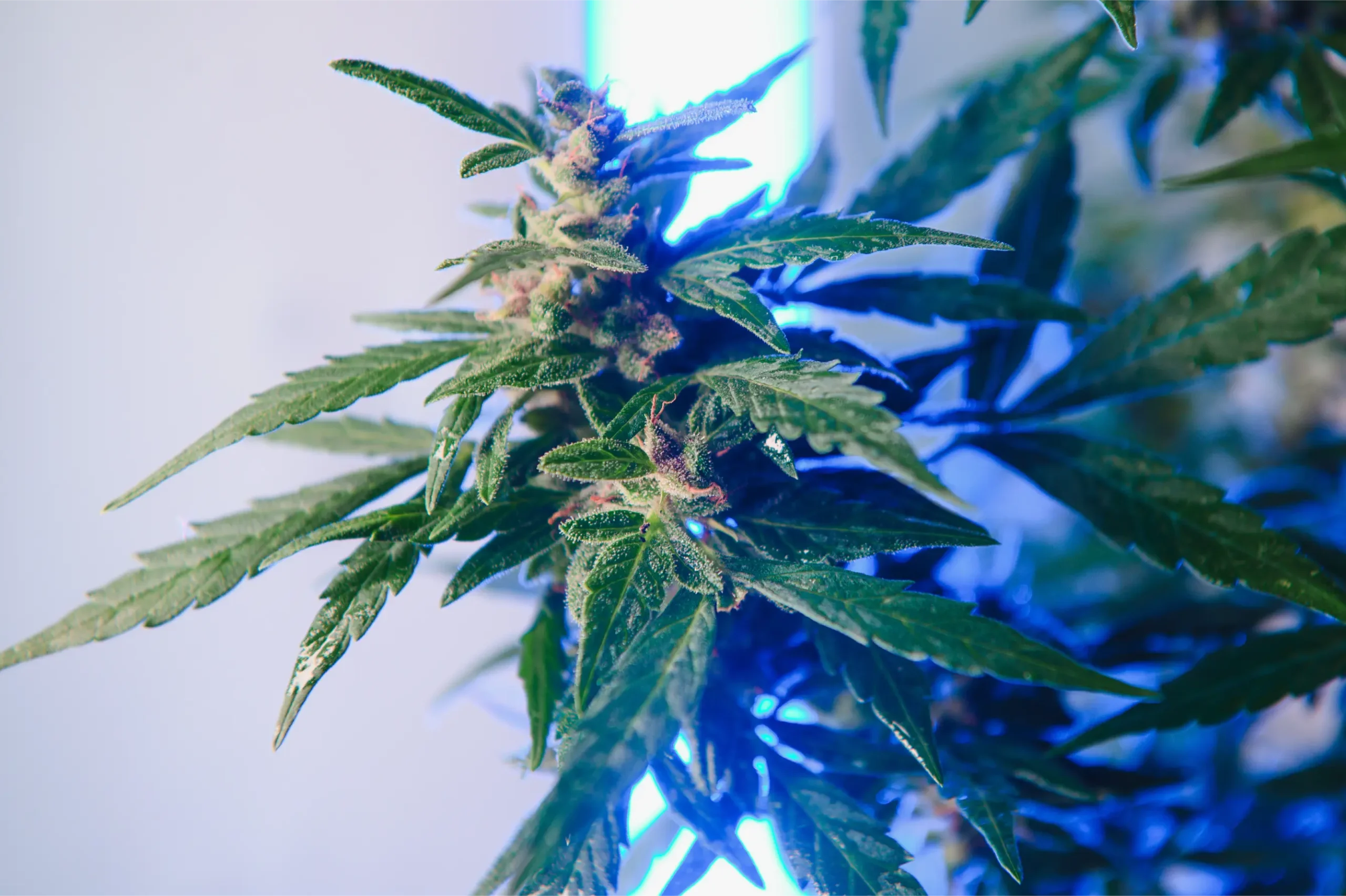 Cannabis foliage illuminated by blue and white grow light