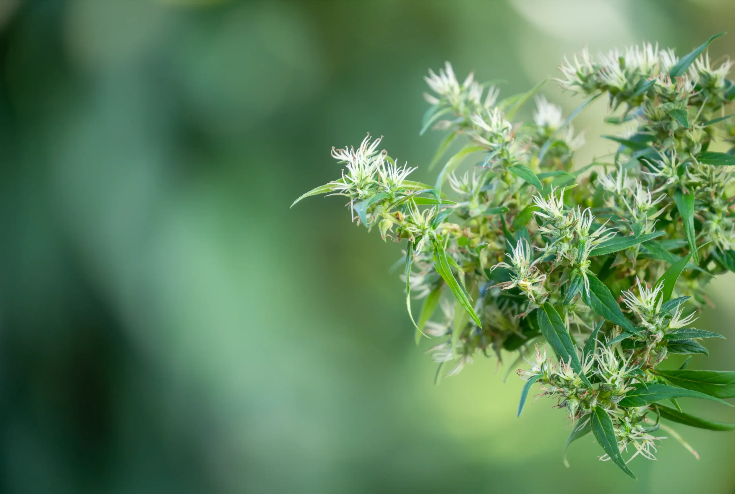 Vigorous indoor cannabis foliage maintained under pristine environmental conditions