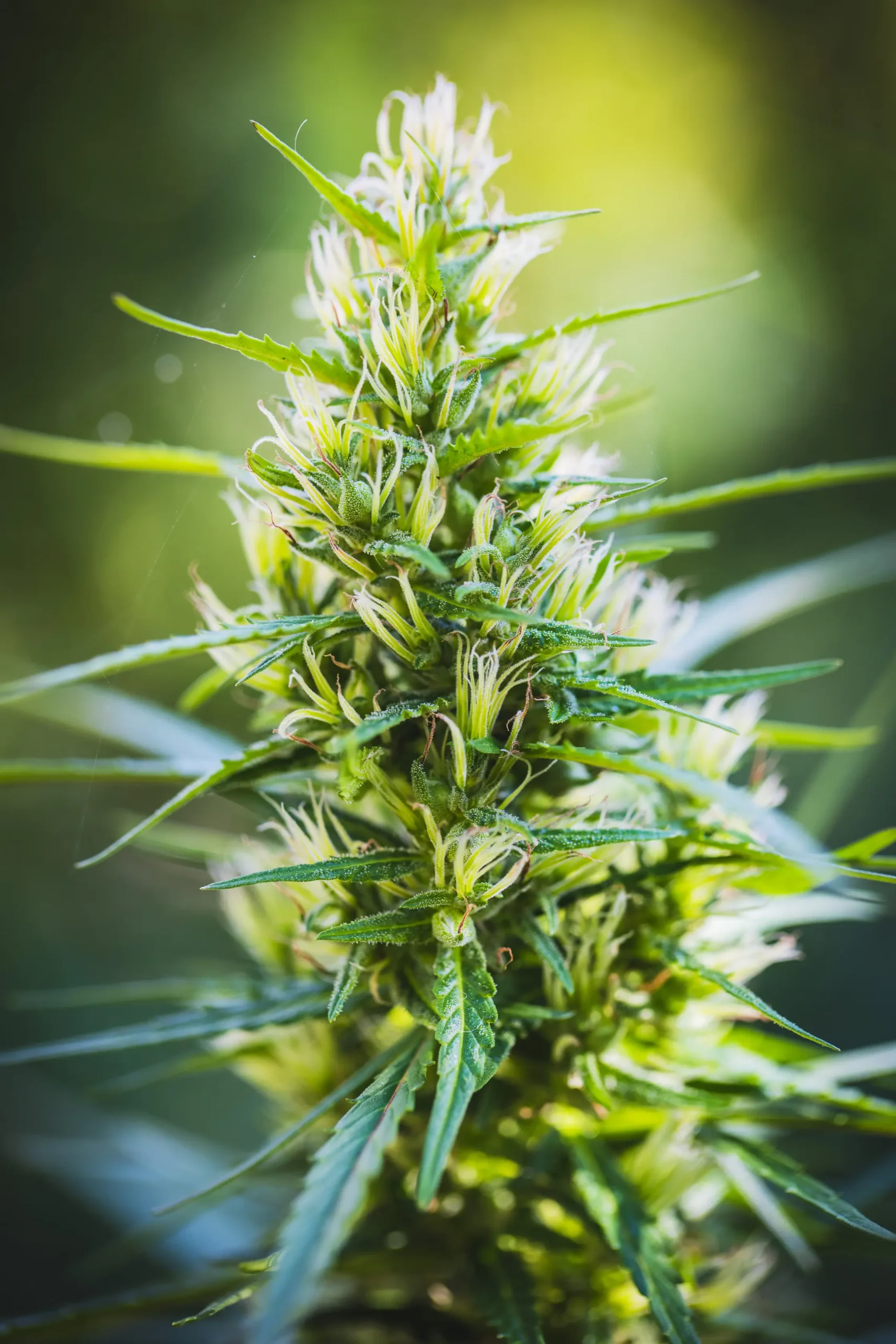 Lush cannabis canopy under intense sunlight displaying robust floral bracts and pristine fan leaves